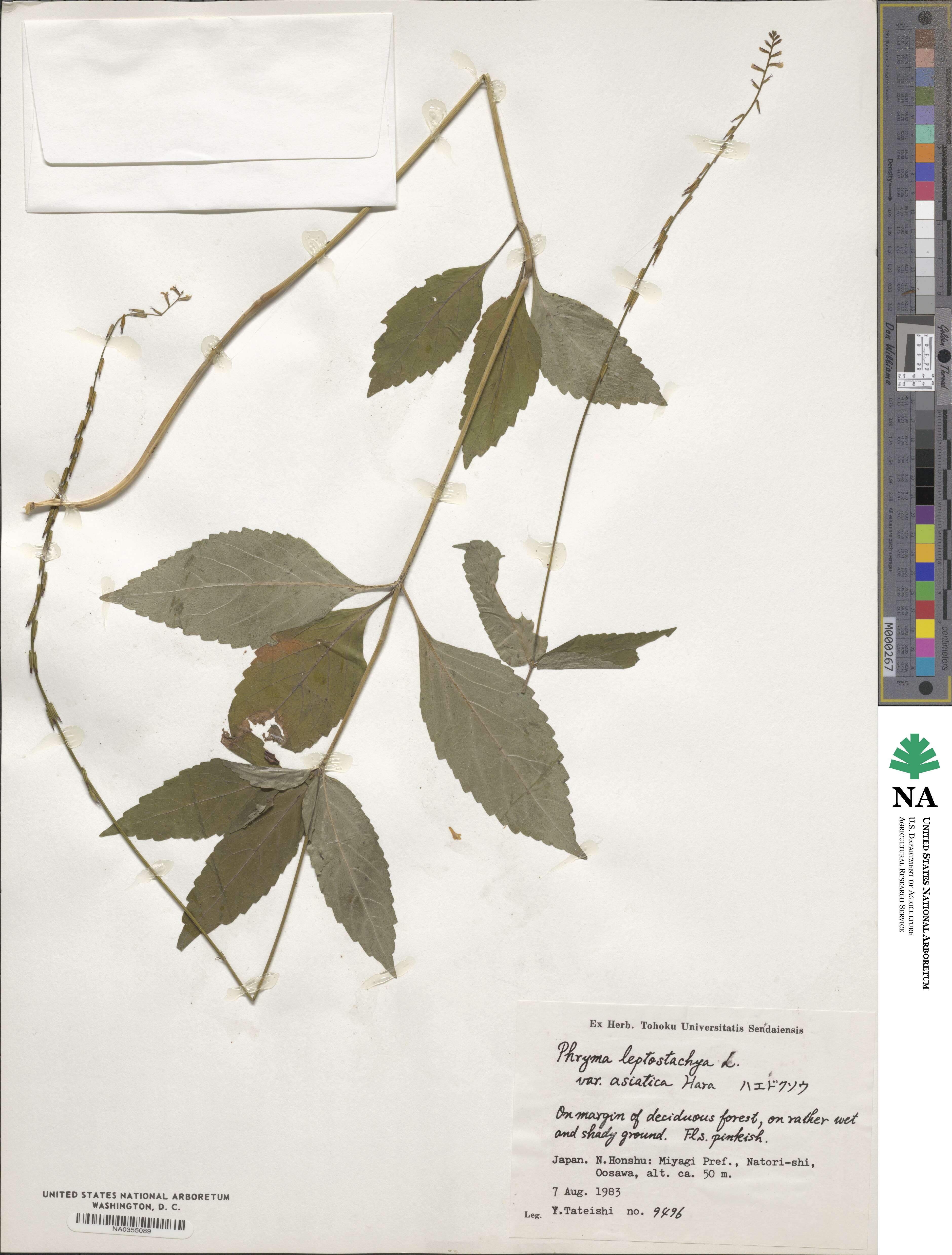 Phryma leptostachya image