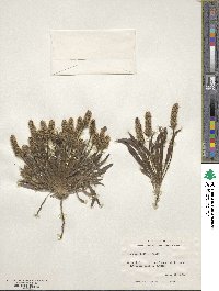 Plantago helleri image