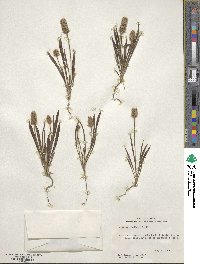 Plantago helleri image