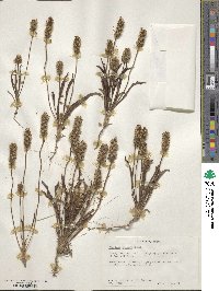 Plantago helleri image