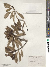 Myoporum laetum image
