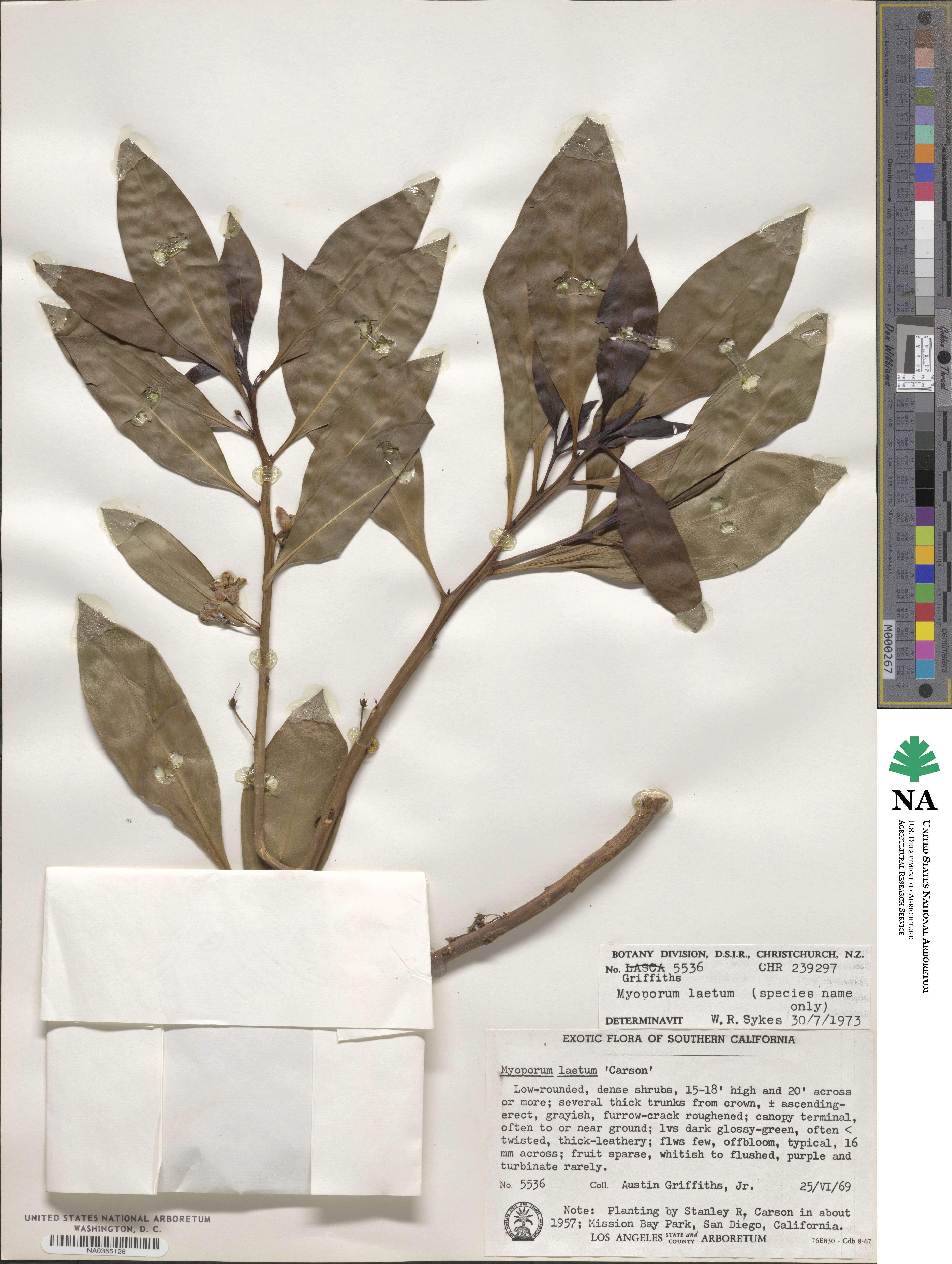 Myoporum laetum image