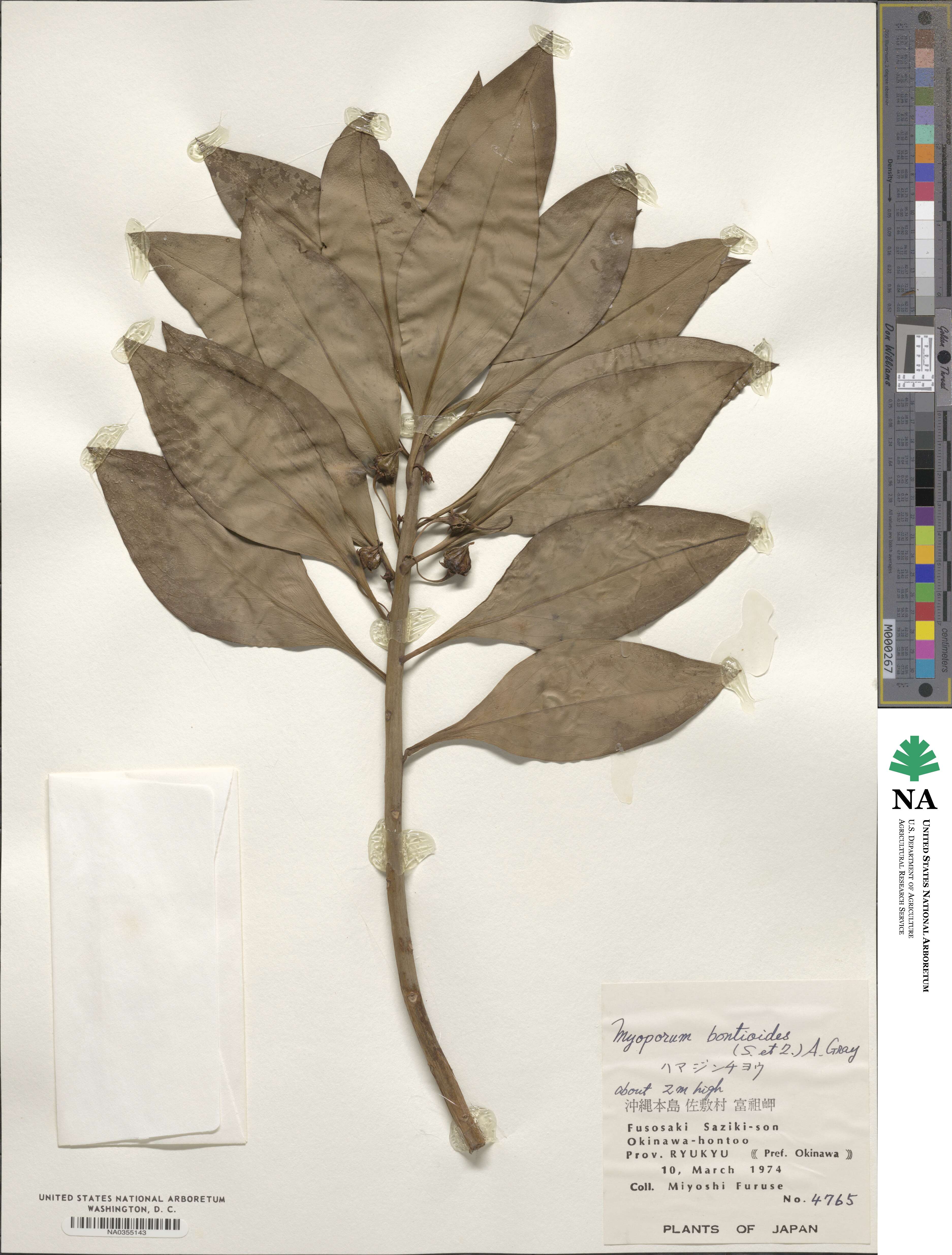 Myoporum bontioides image