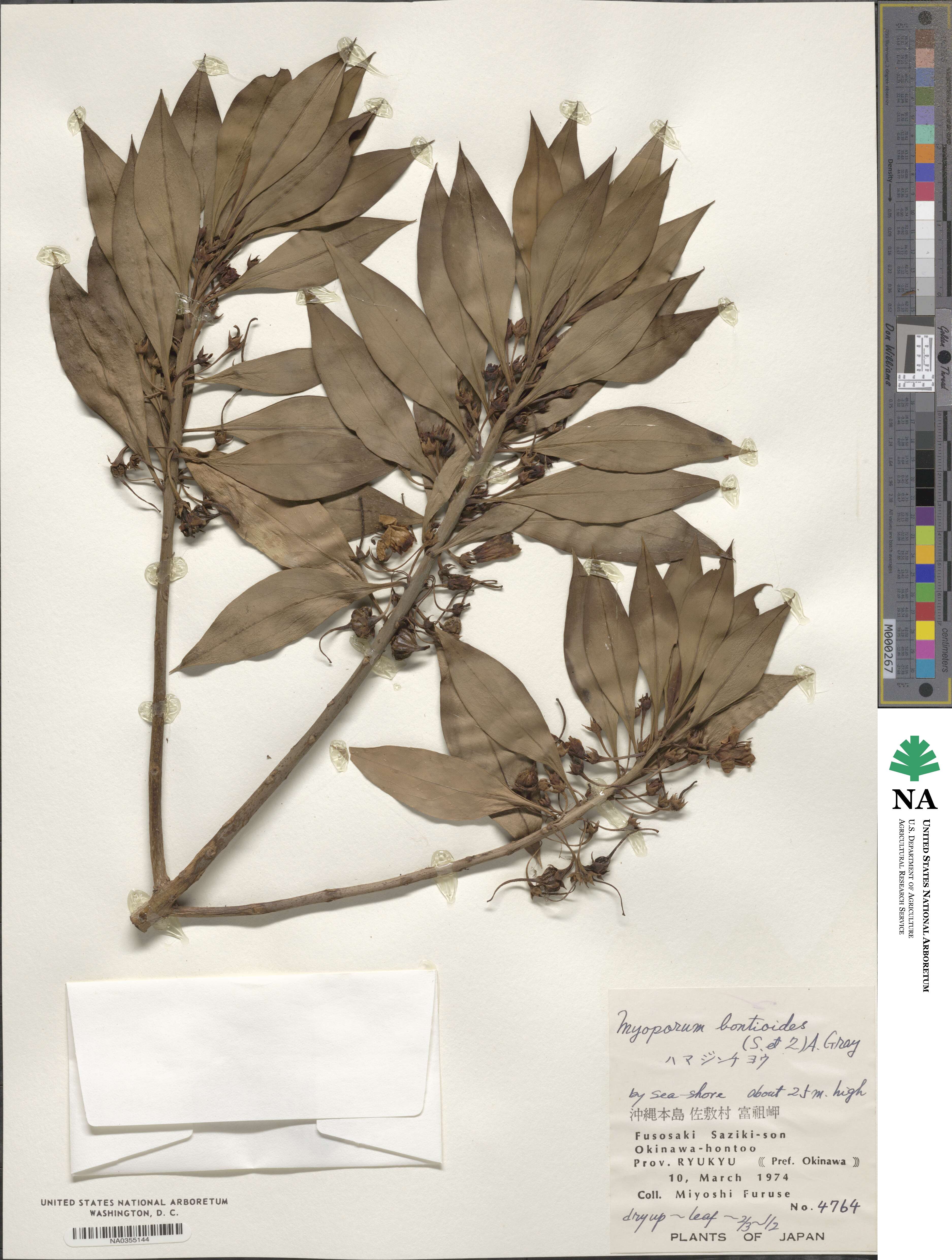 Myoporum bontioides image