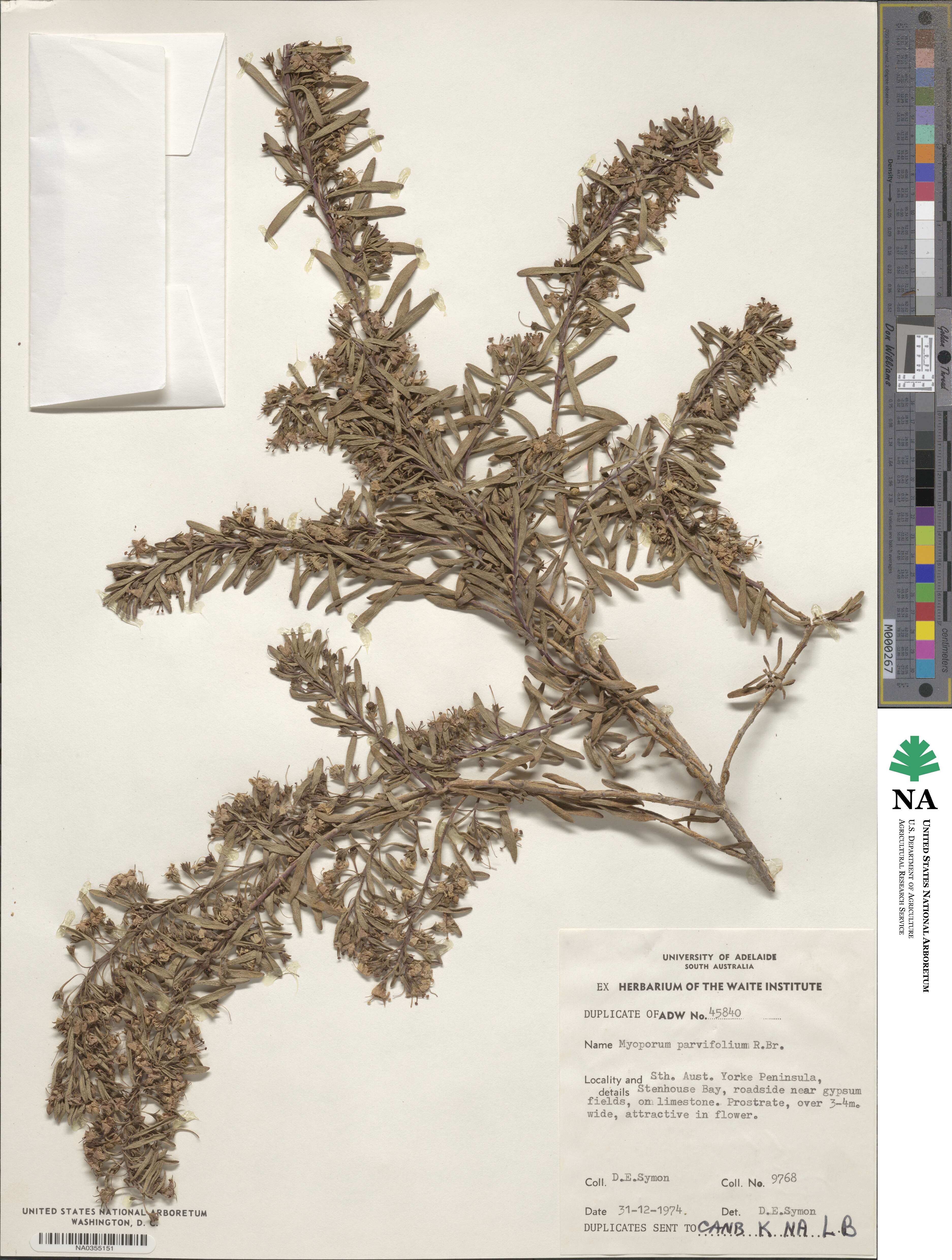 Myoporum parvifolium image