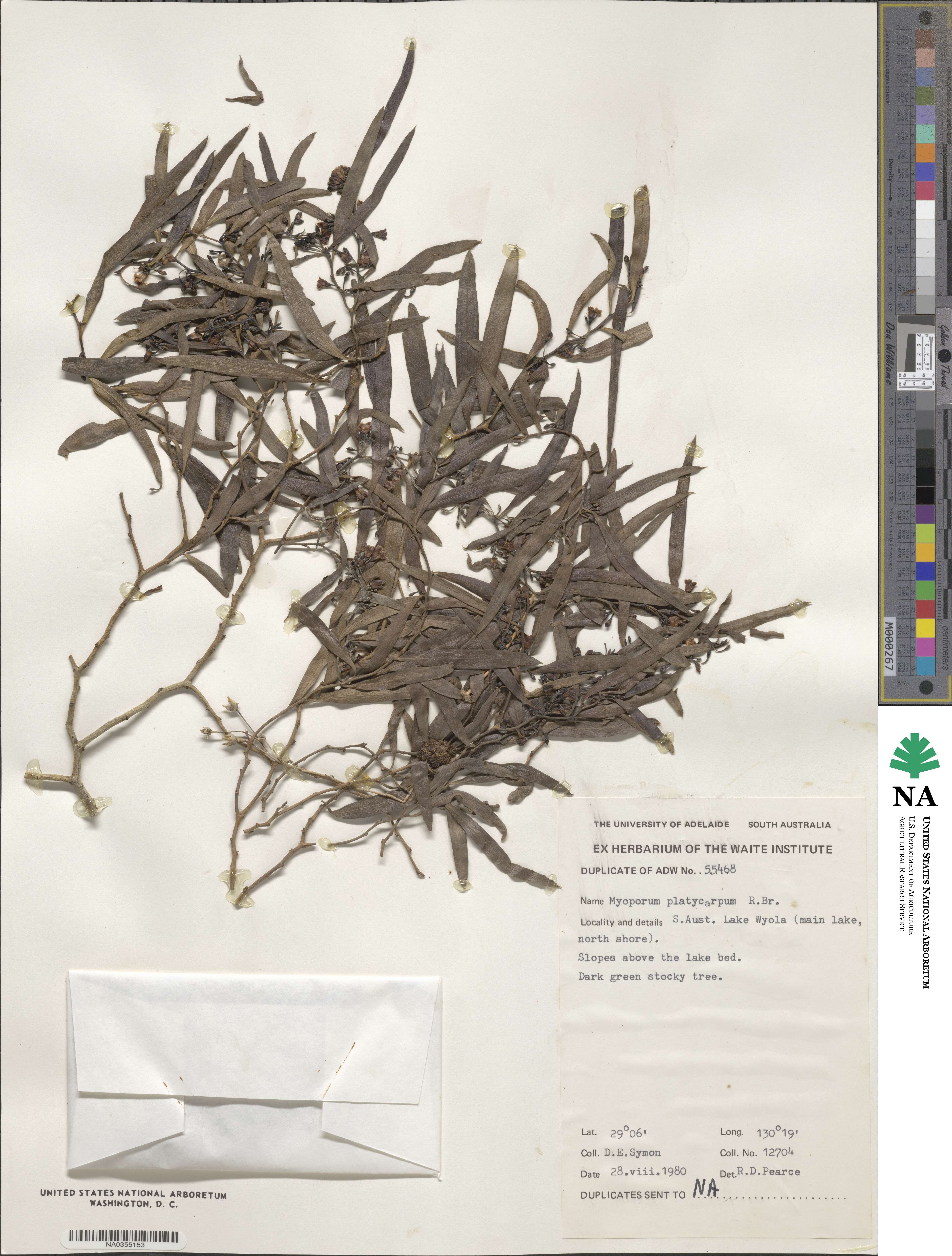 Myoporum platycarpum image