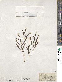Myoporum platycarpum image