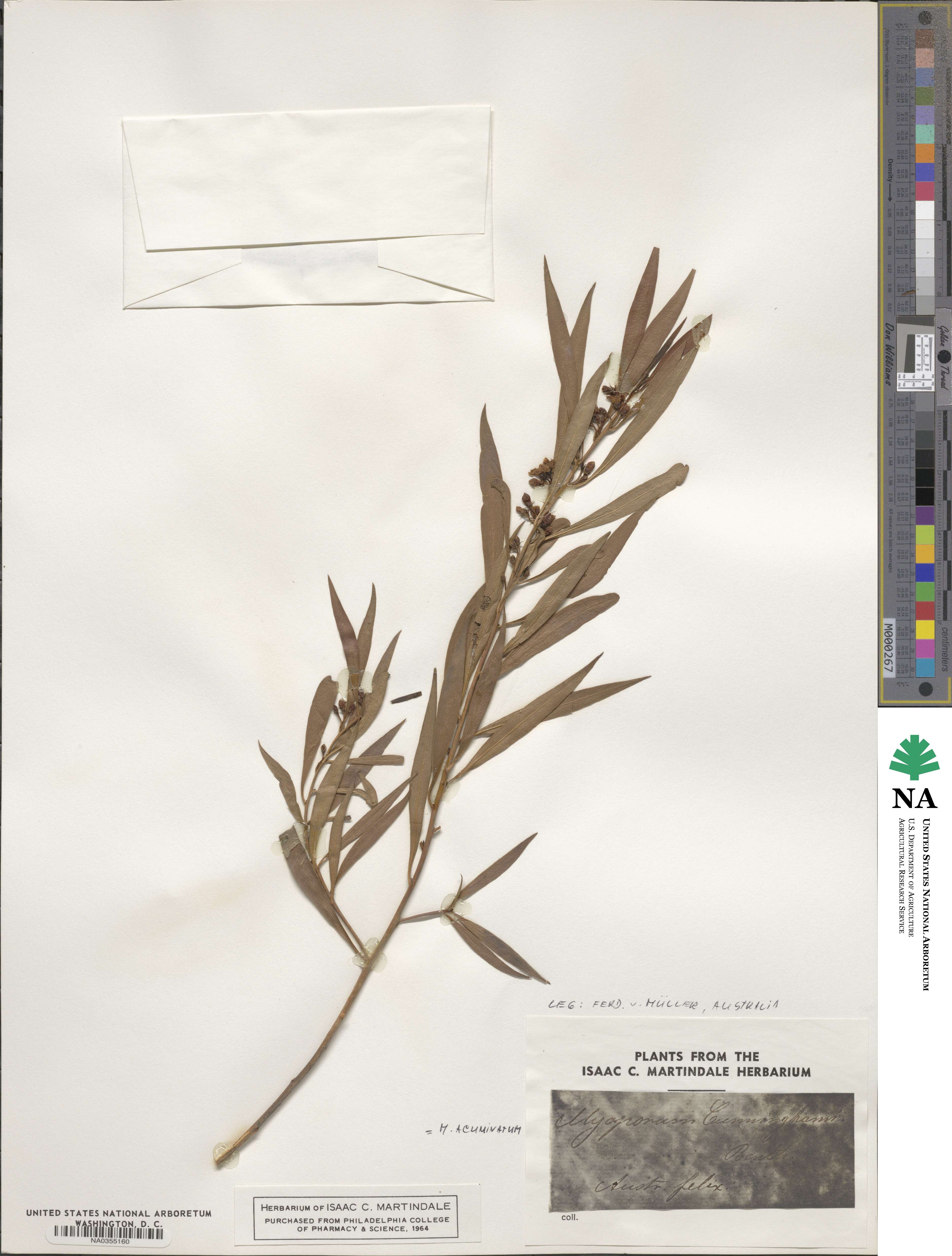 Myoporum tenuifolium image