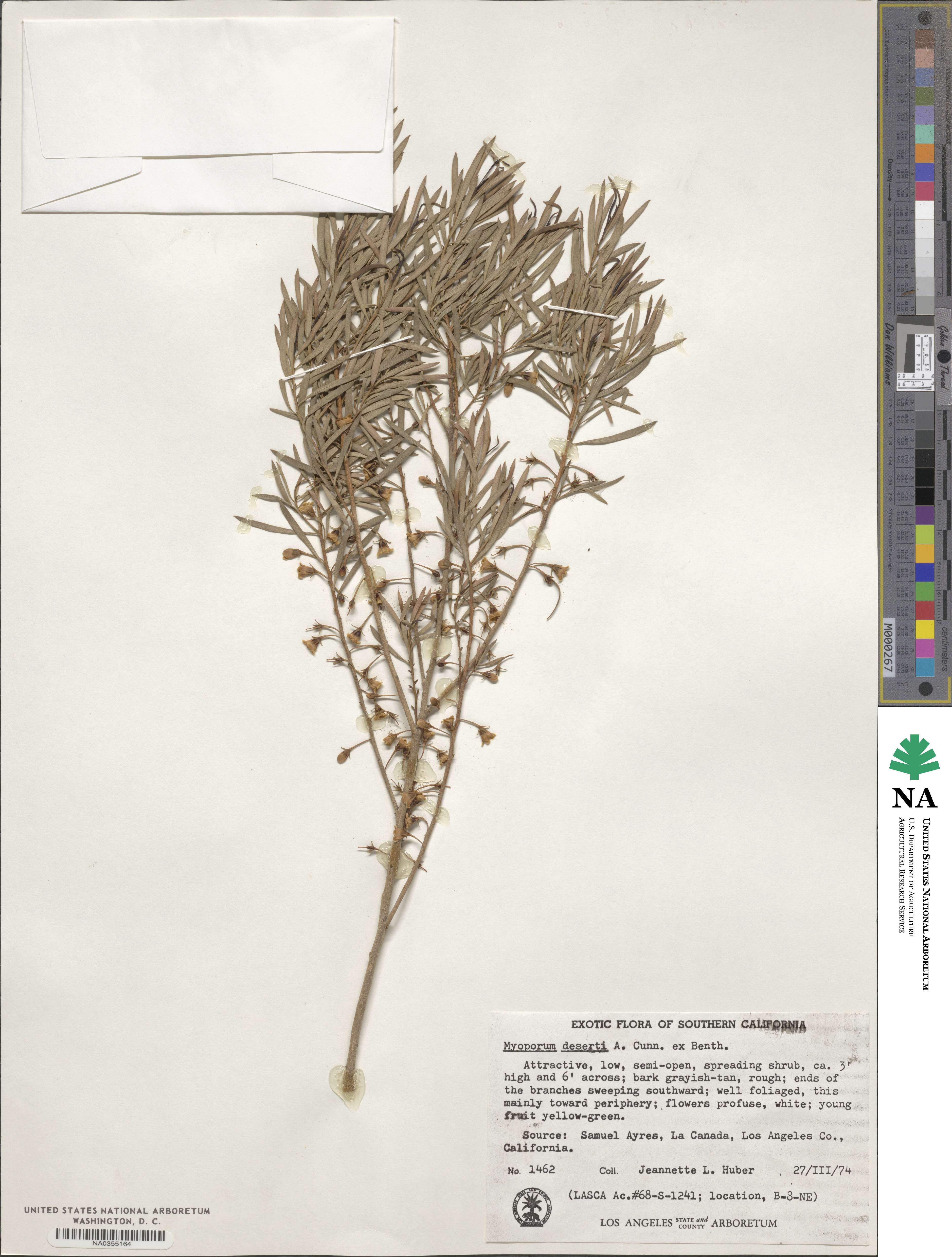 Eremophila deserti image