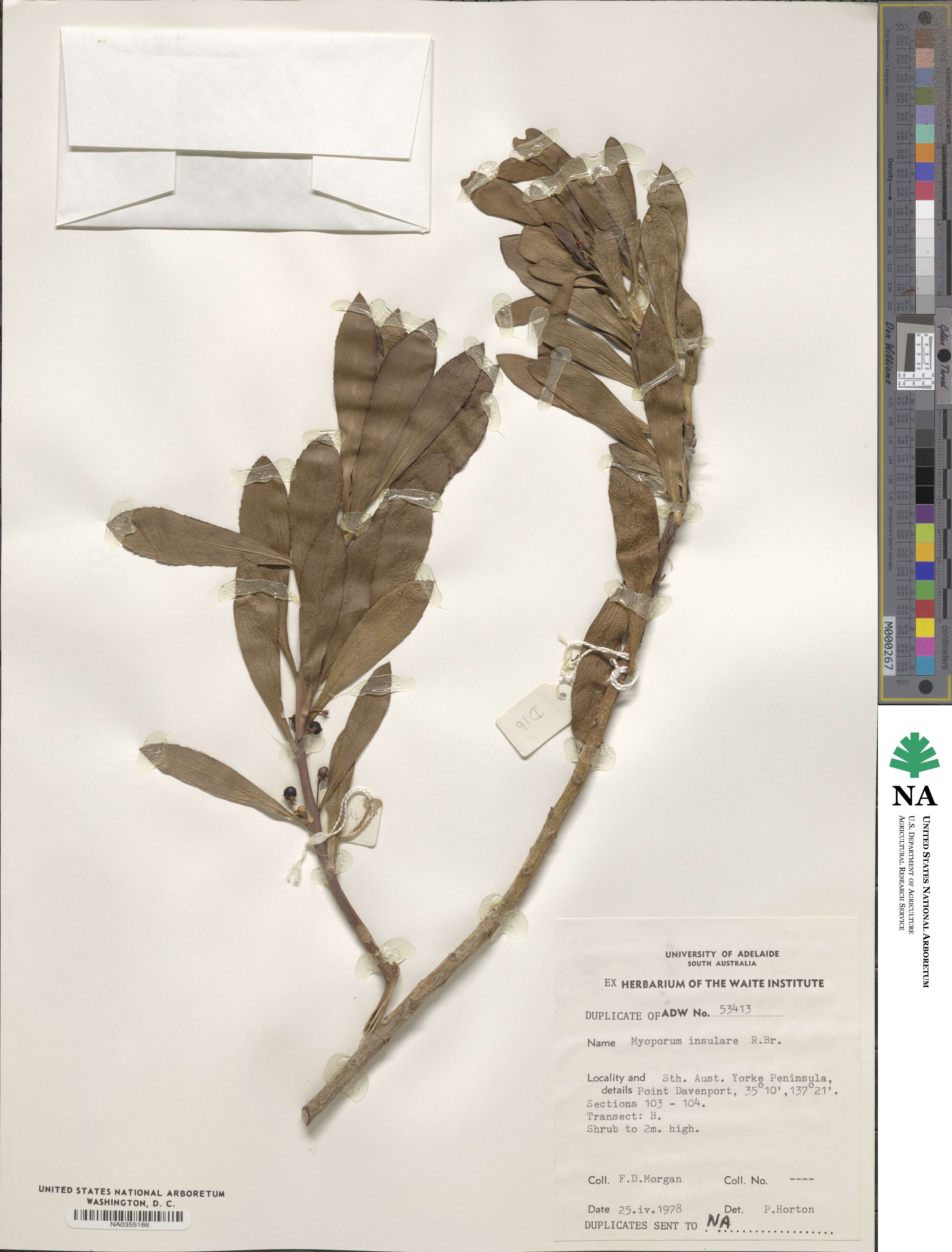 Myoporum insulare image