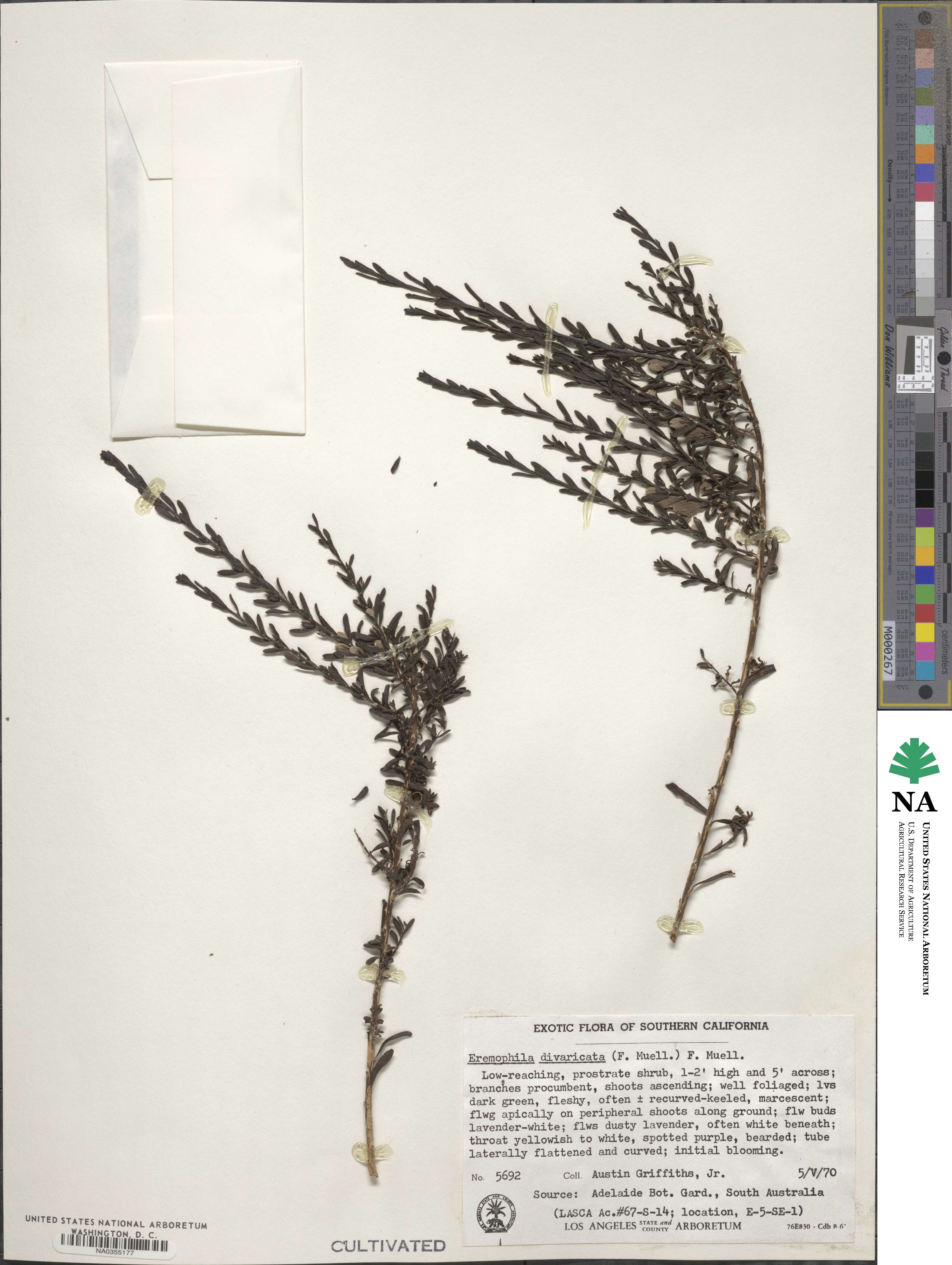 Eremophila divaricata image