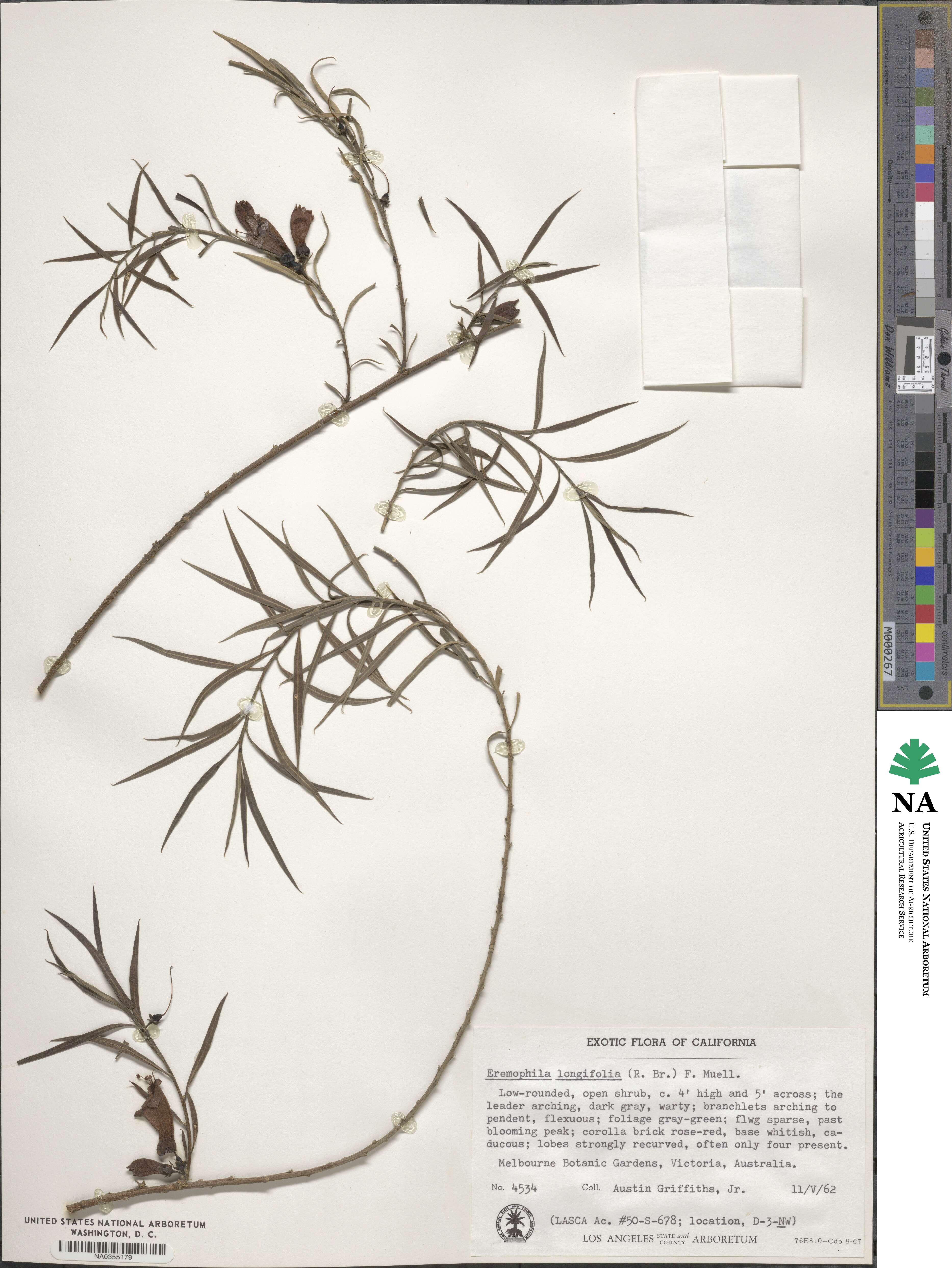 Eremophila longifolia image
