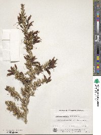 Eremophila maculata image