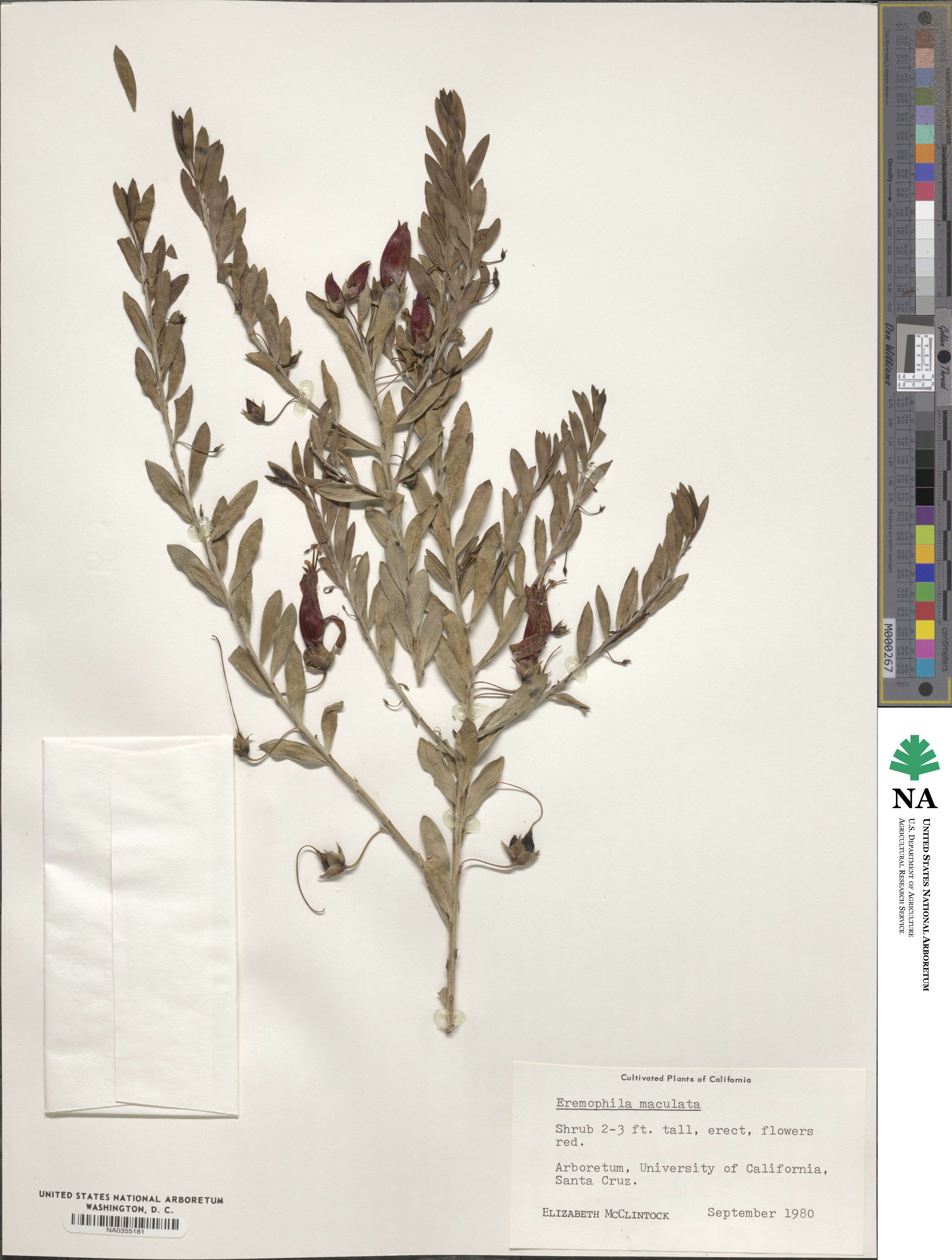 Eremophila maculata image