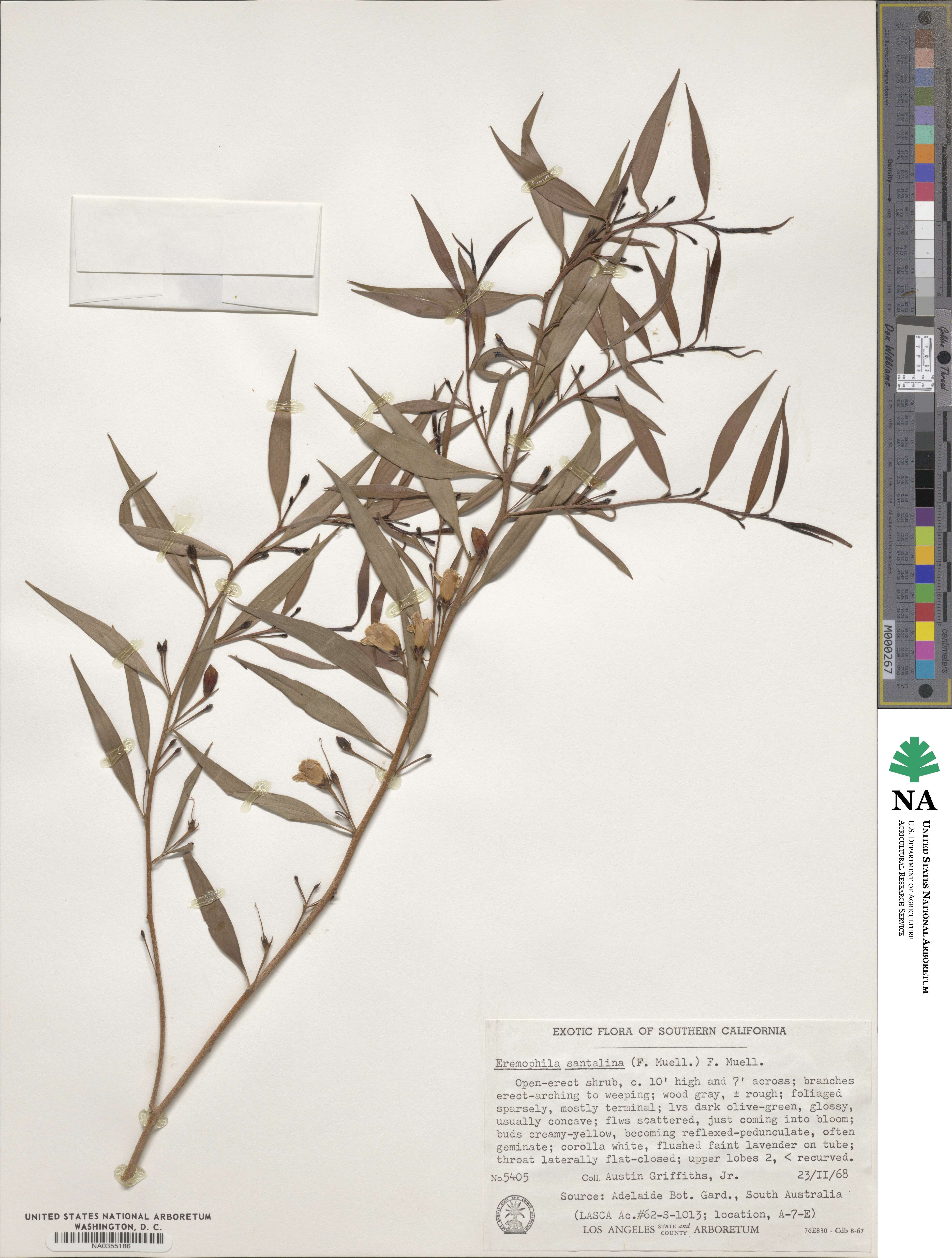 Eremophila santalina image