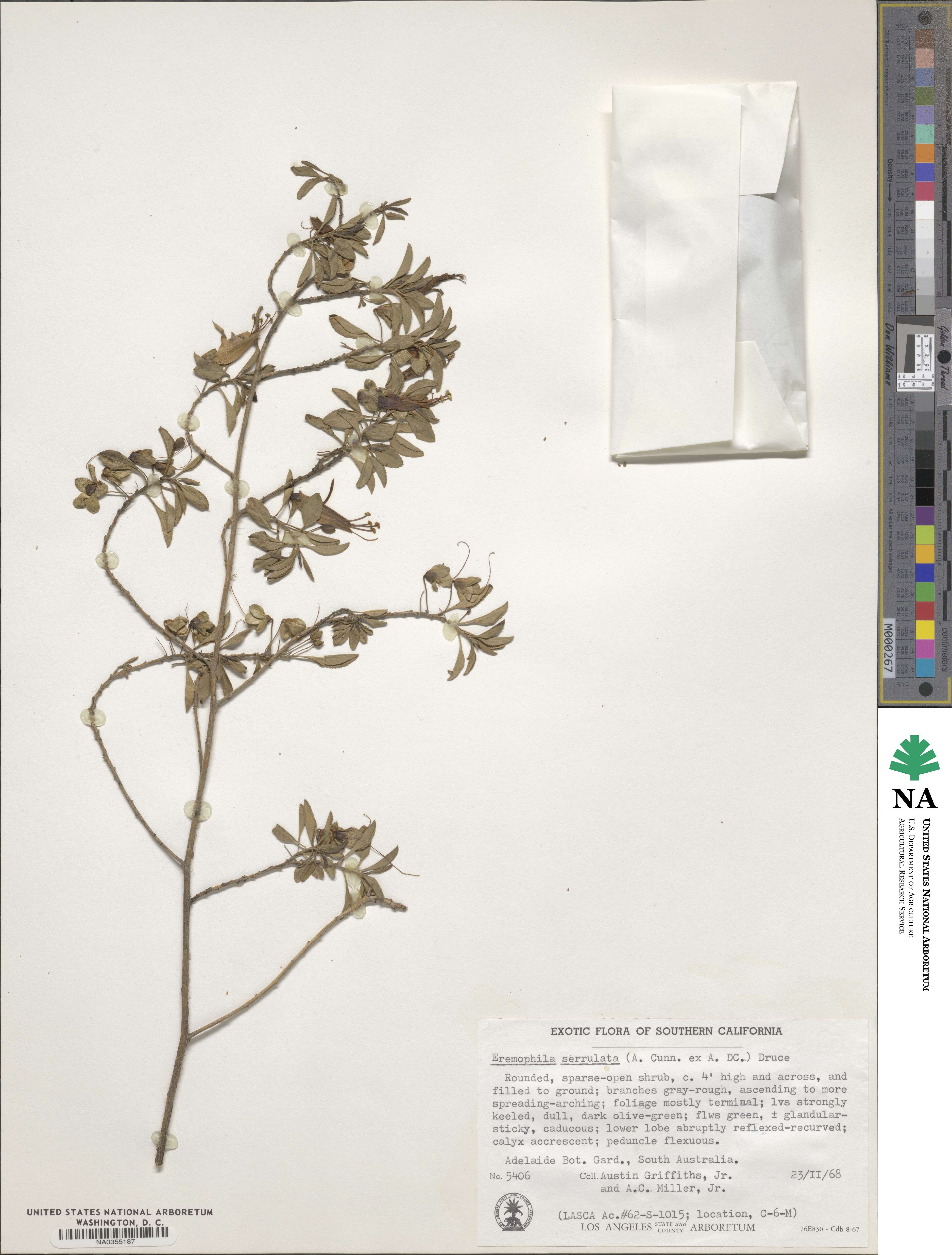 Eremophila serrulata image