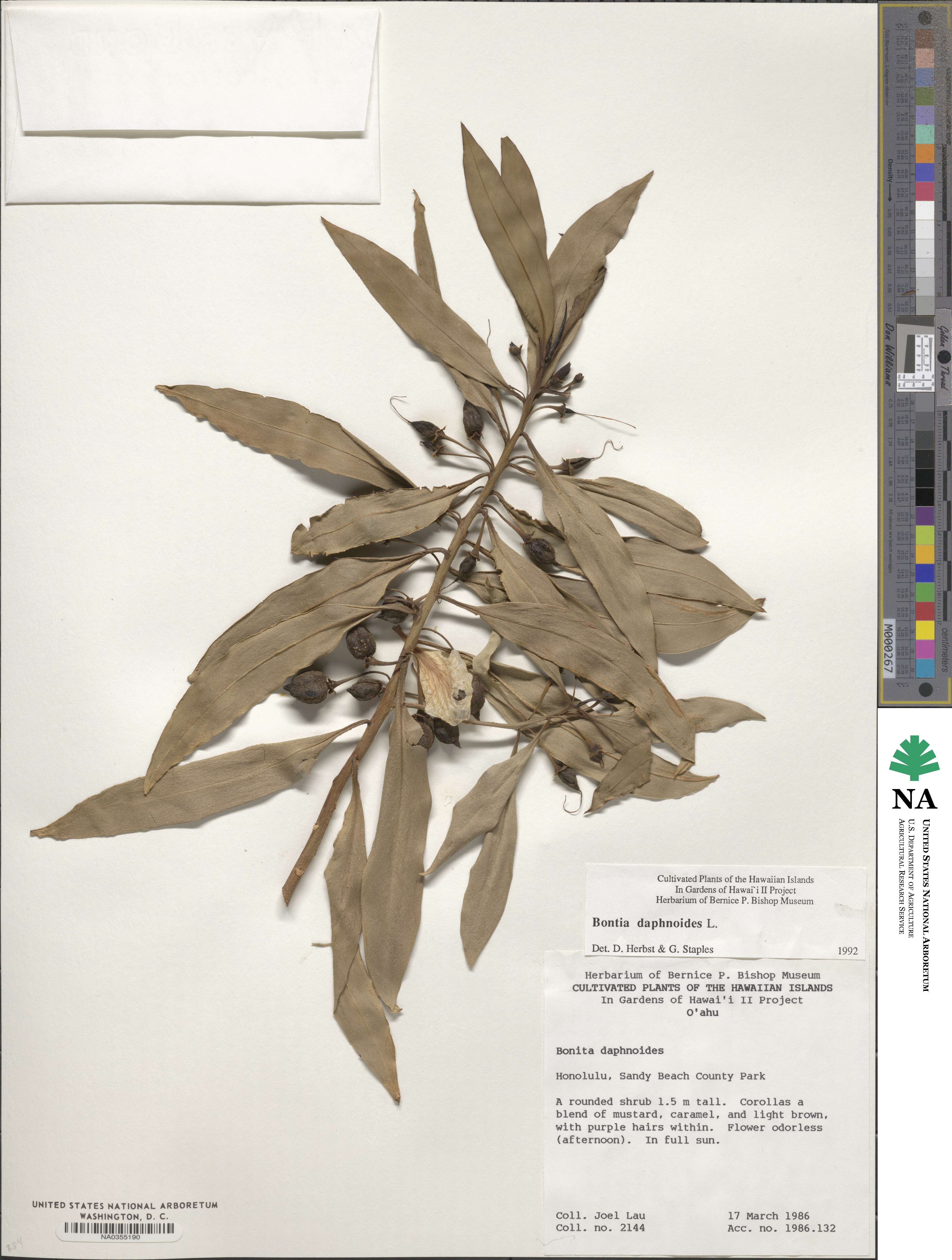 Bontia daphnoides image