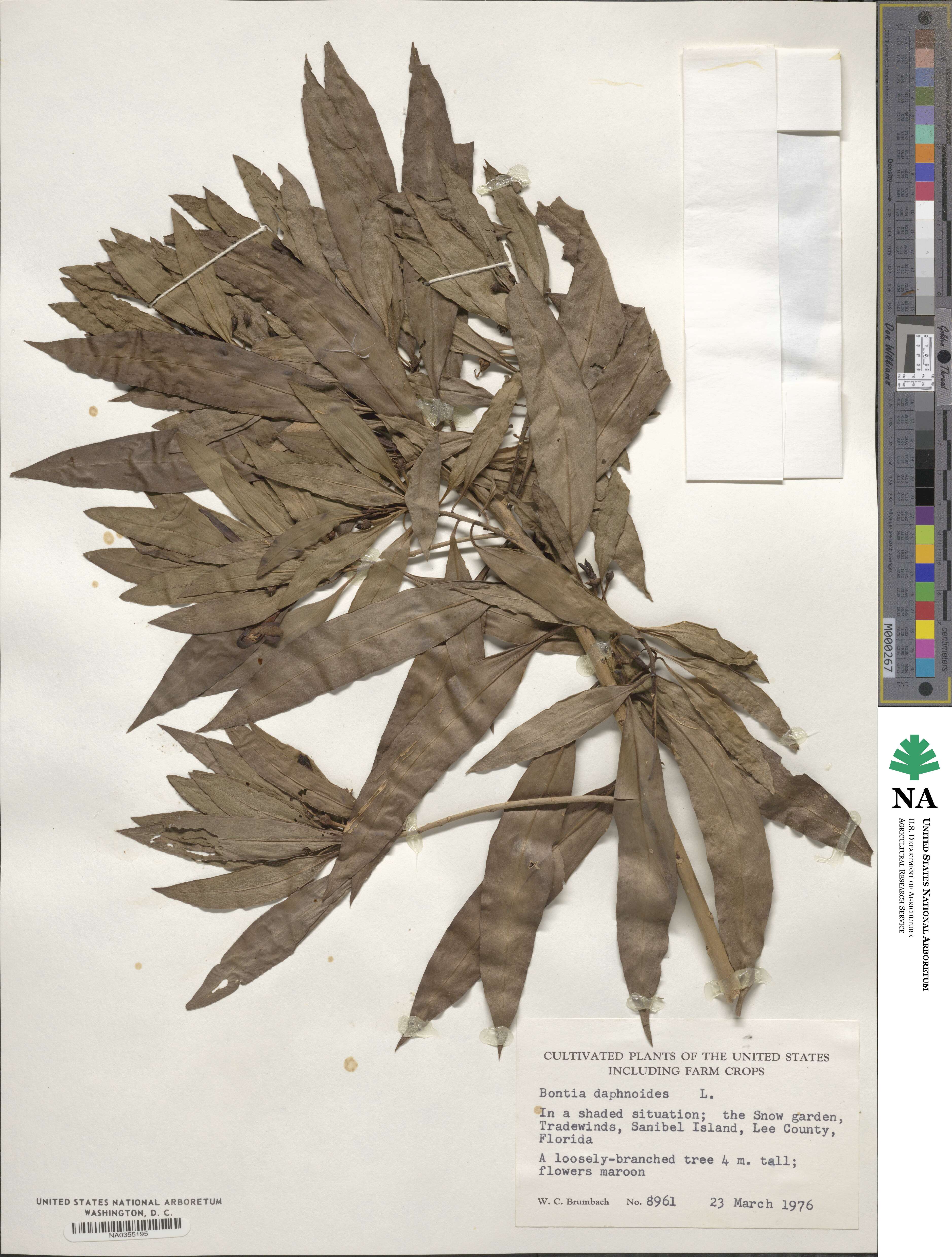 Bontia daphnoides image