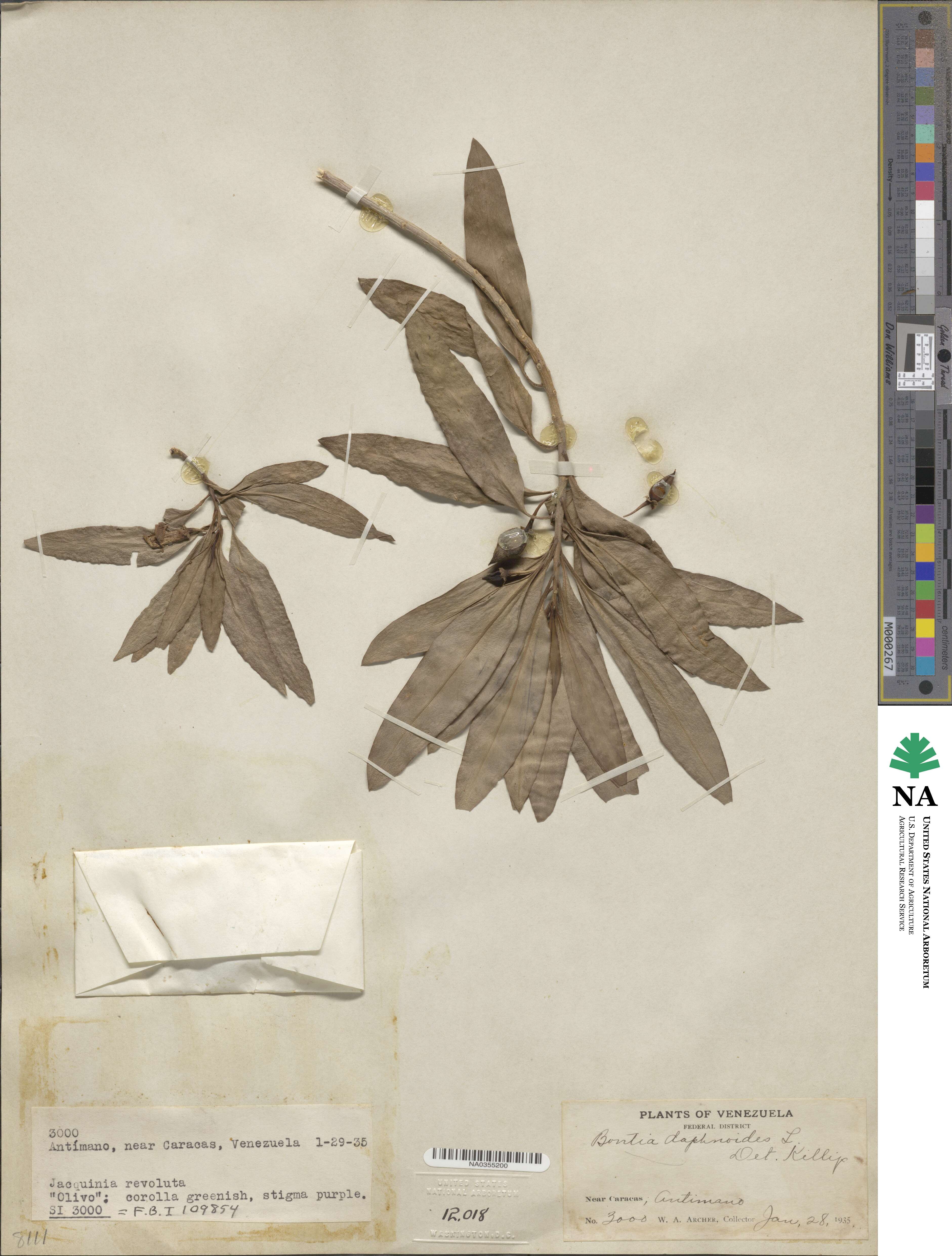 Bontia image