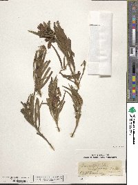 Eremophila longifolia image