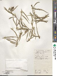 Eremophila longifolia image