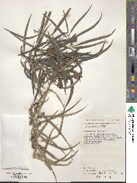 Eremophila longifolia image