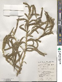 Eremophila longifolia image