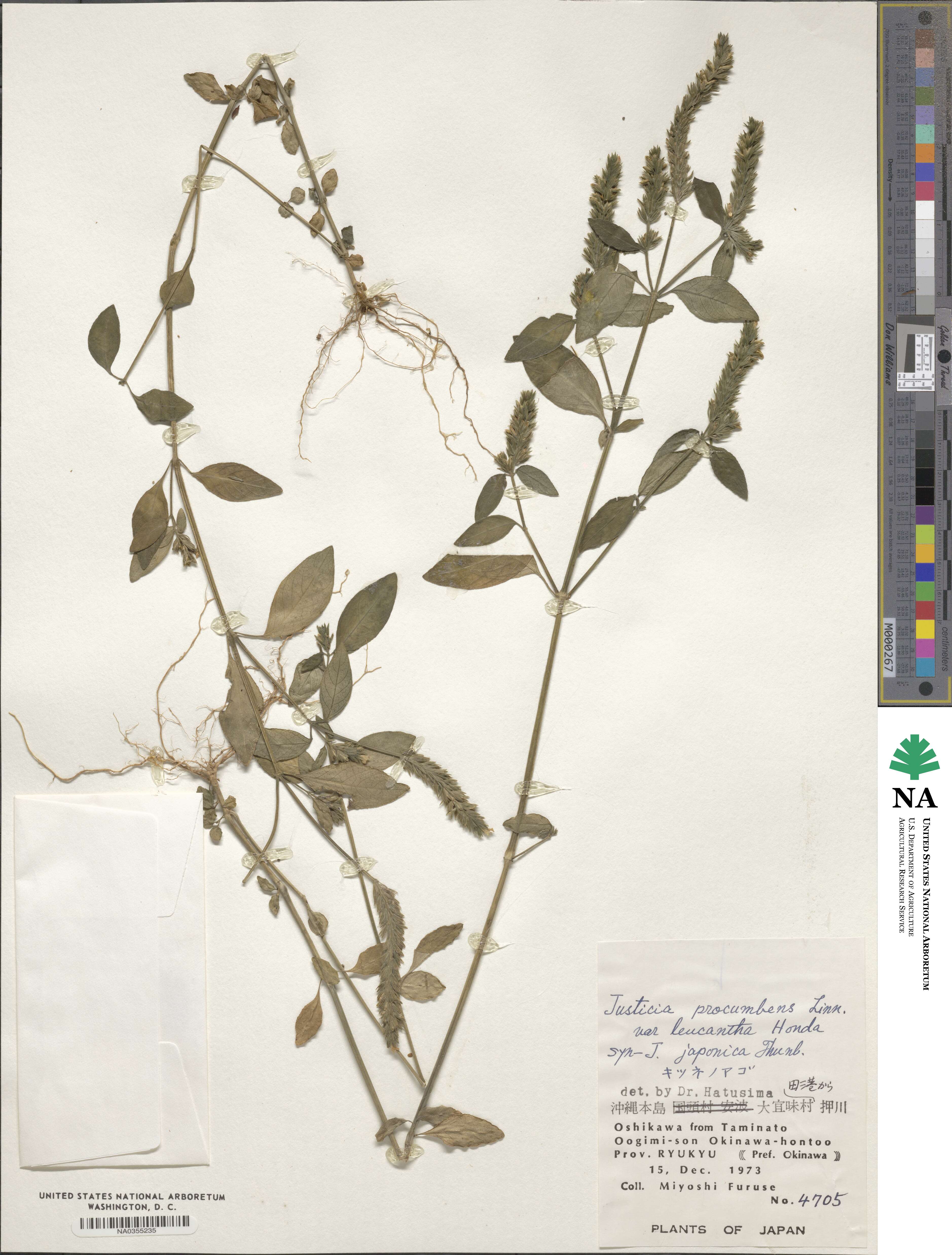 Justicia procumbens subsp. procumbens image