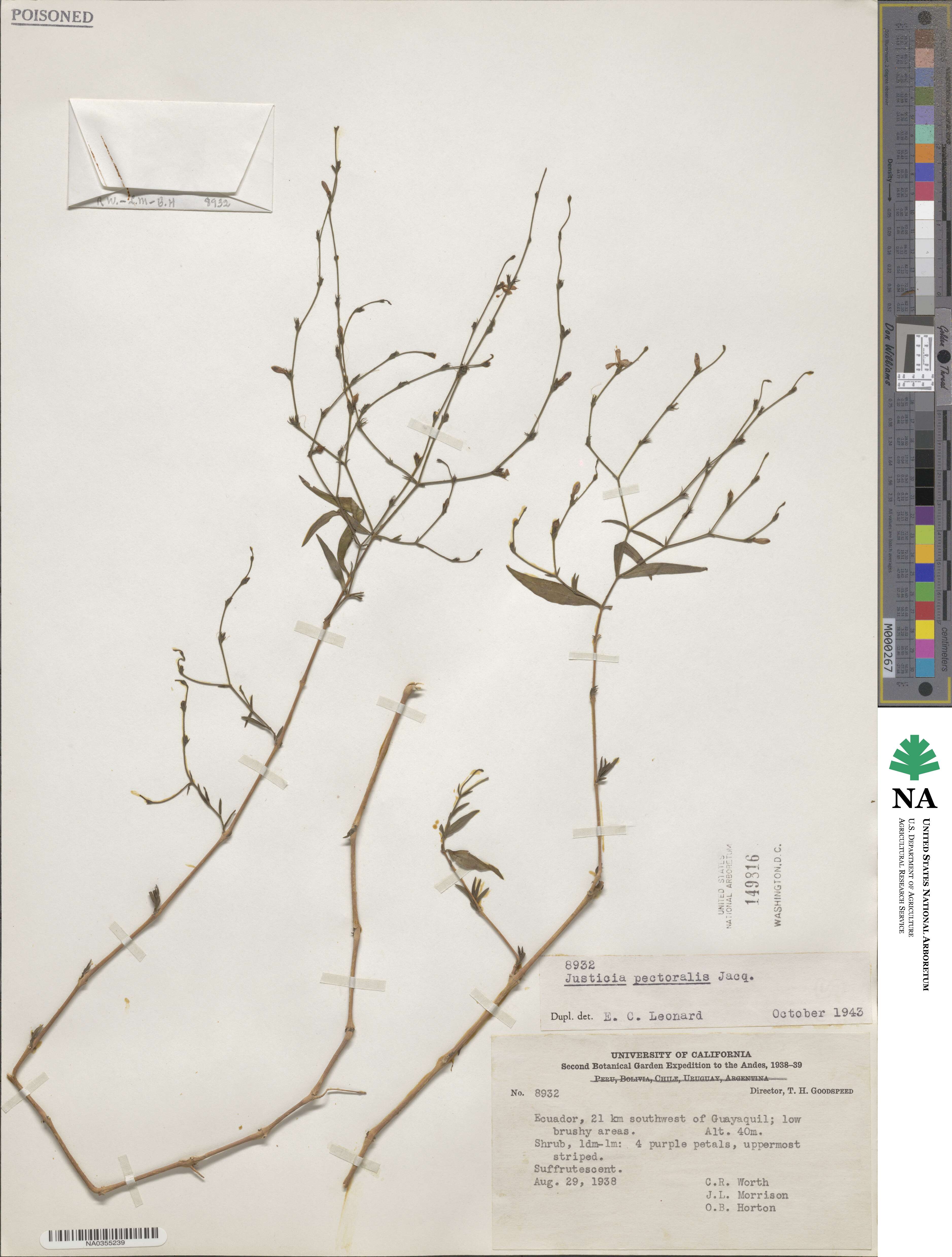Justicia pectoralis image