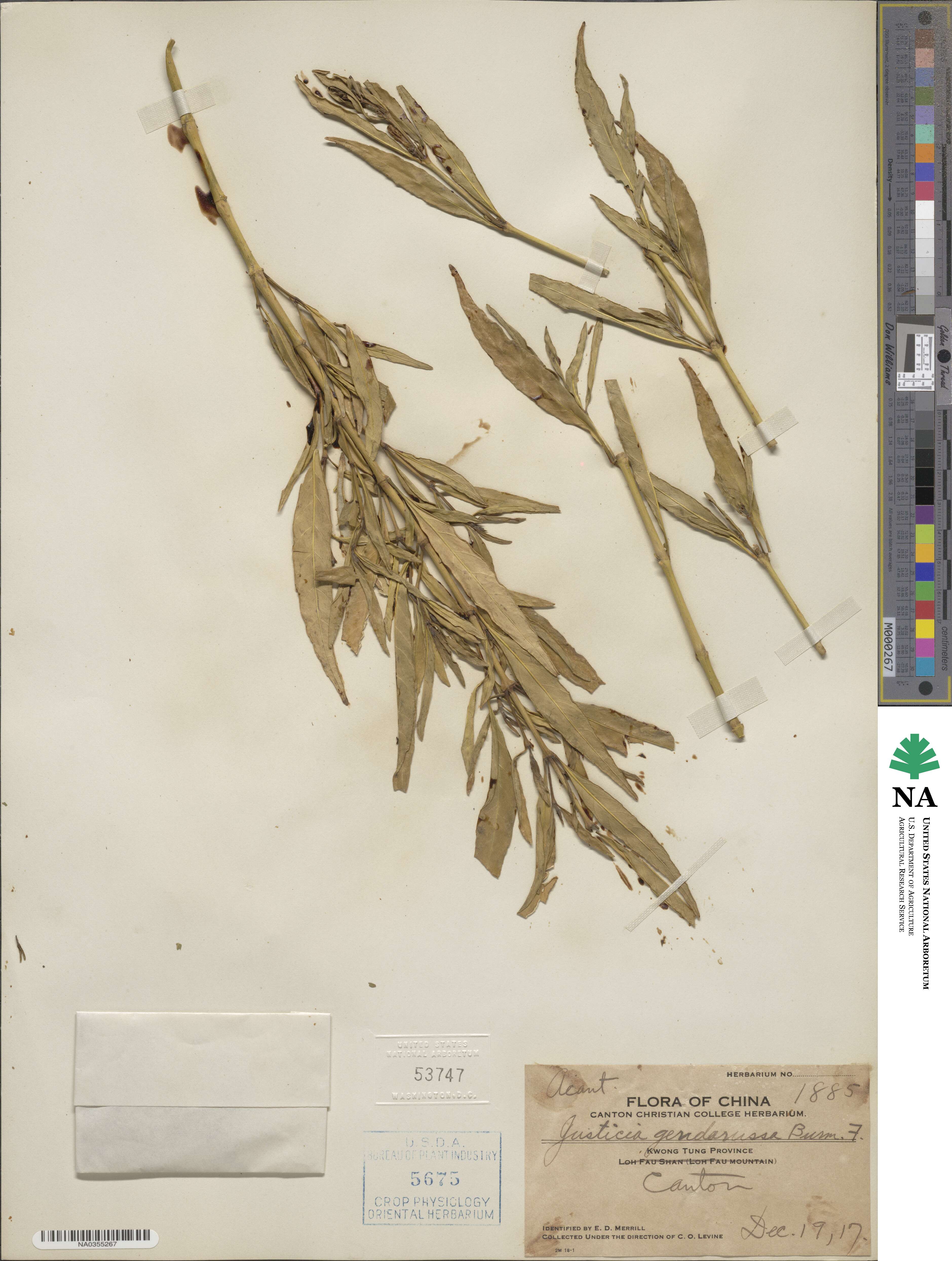 Eranthemum pulchellum image