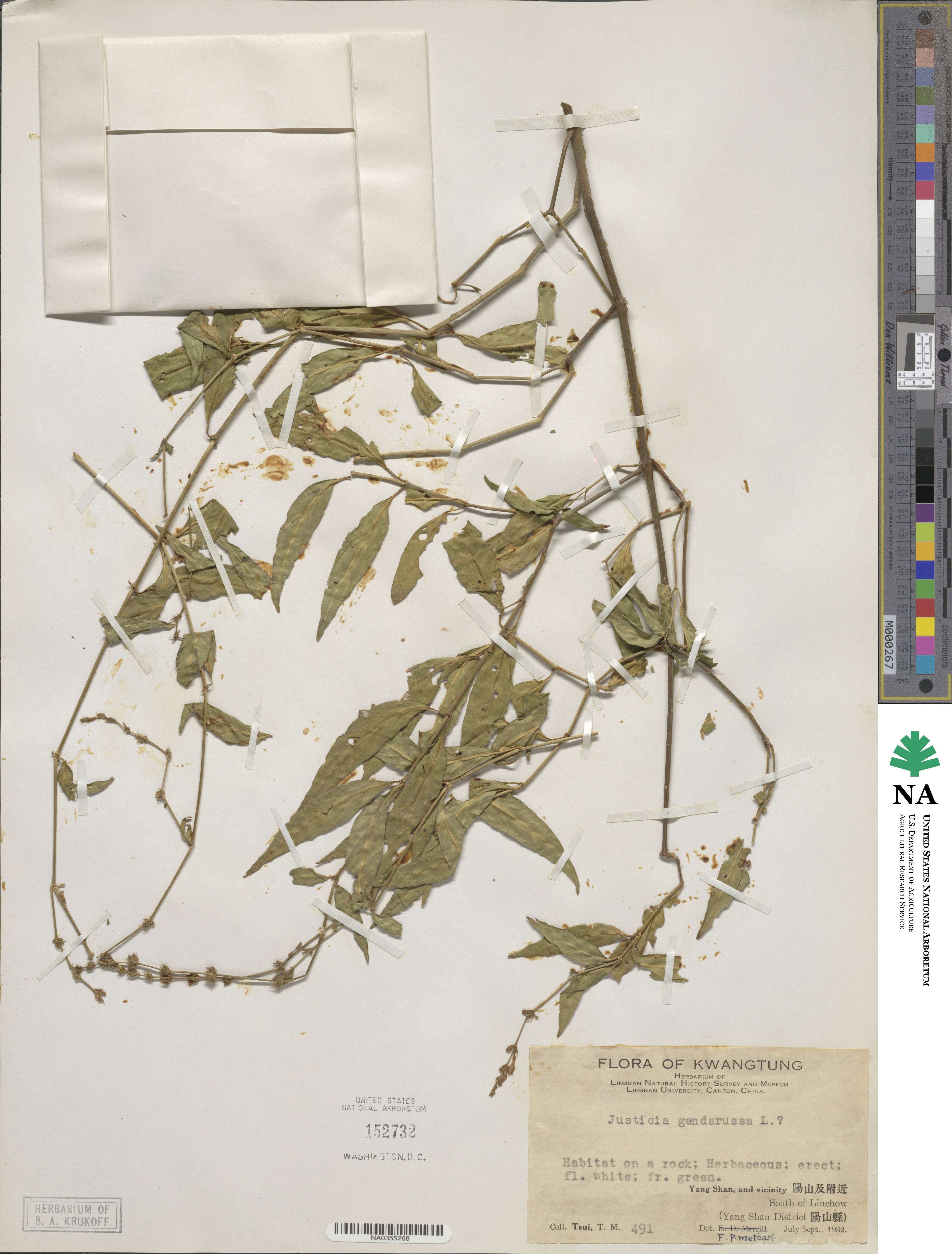 Eranthemum pulchellum image