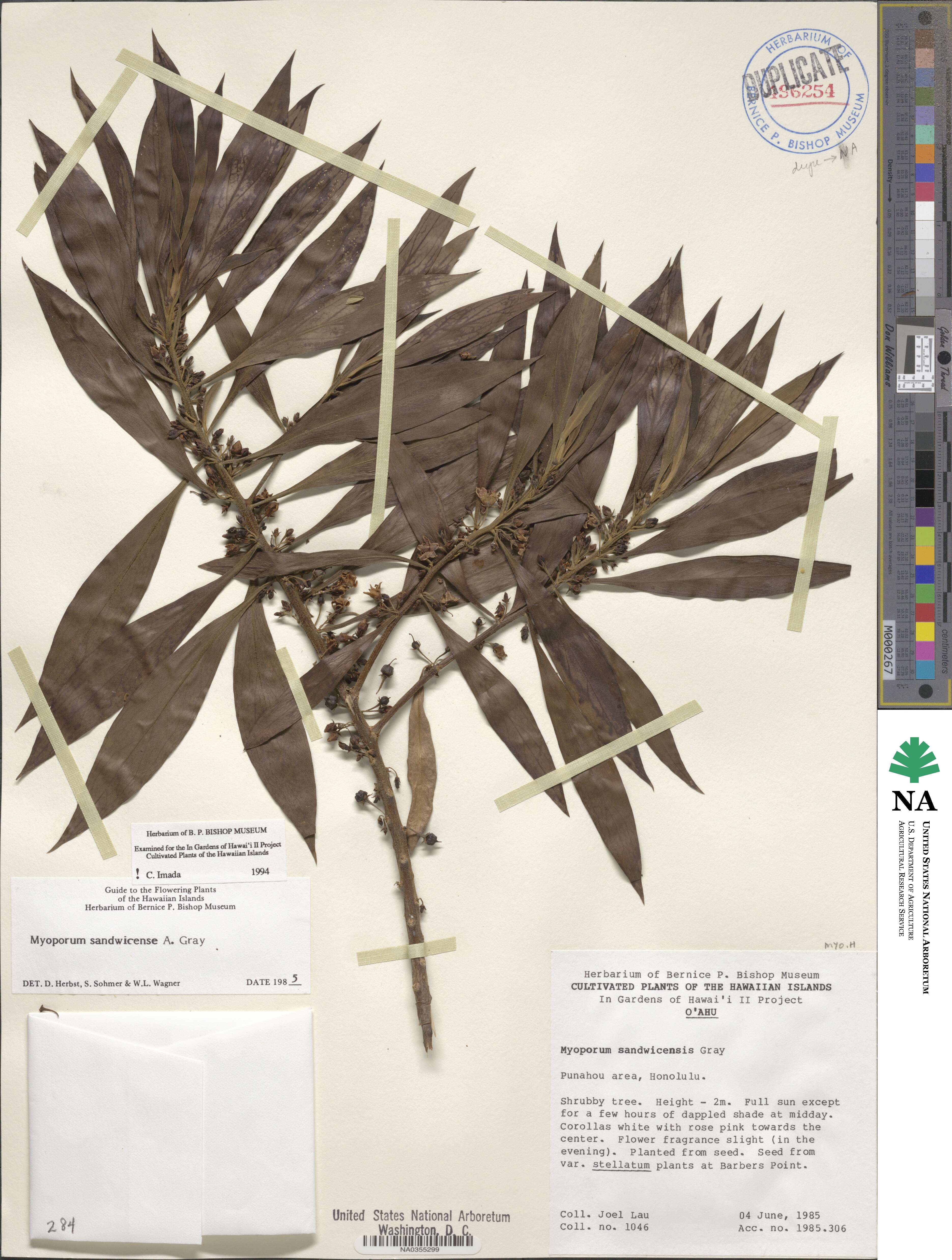 Myoporum sandwicense image