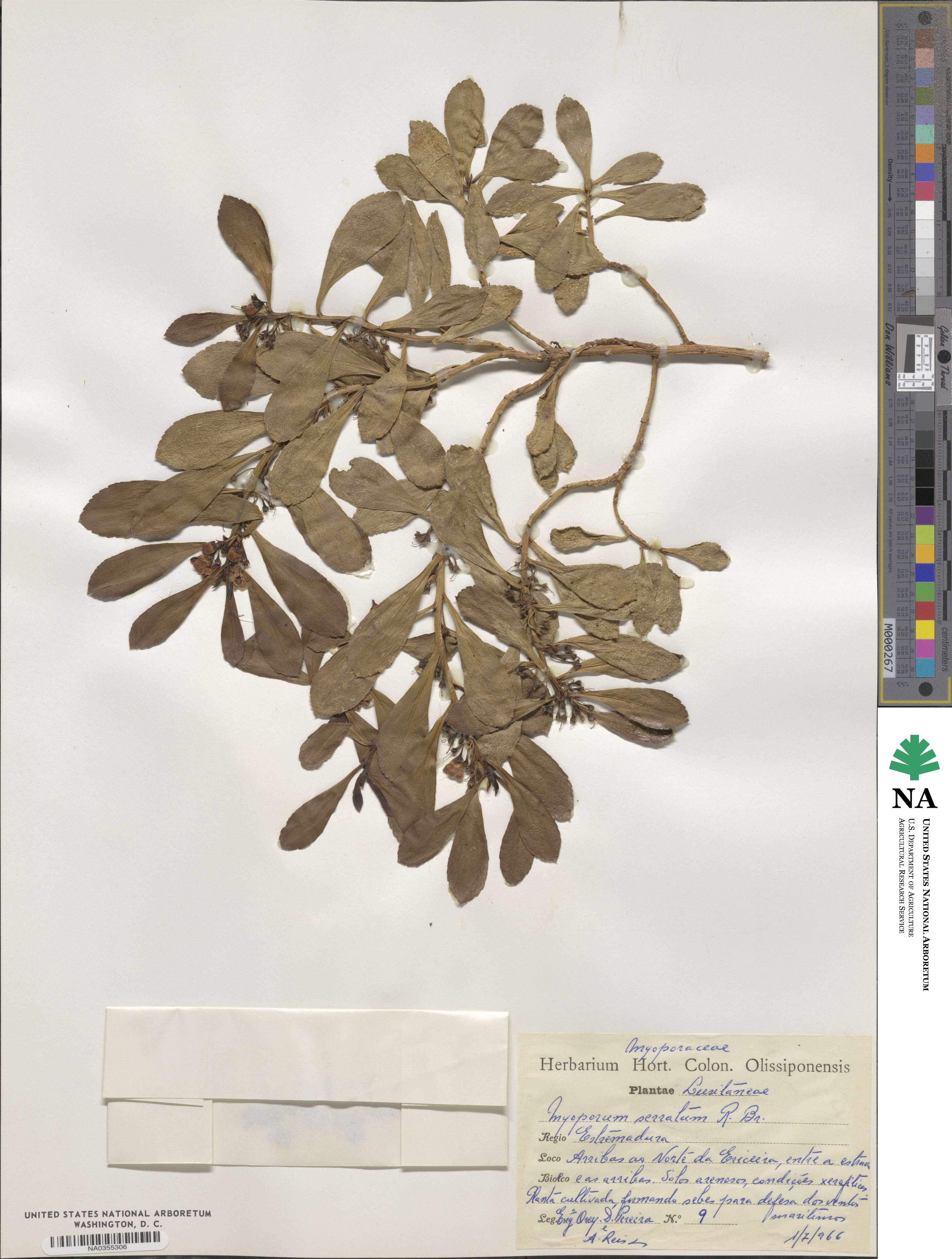 Myoporum insulare image