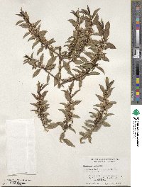 Myoporum viscosum image