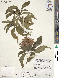 Justicia carnea image