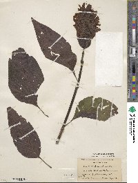 Justicia carnea image