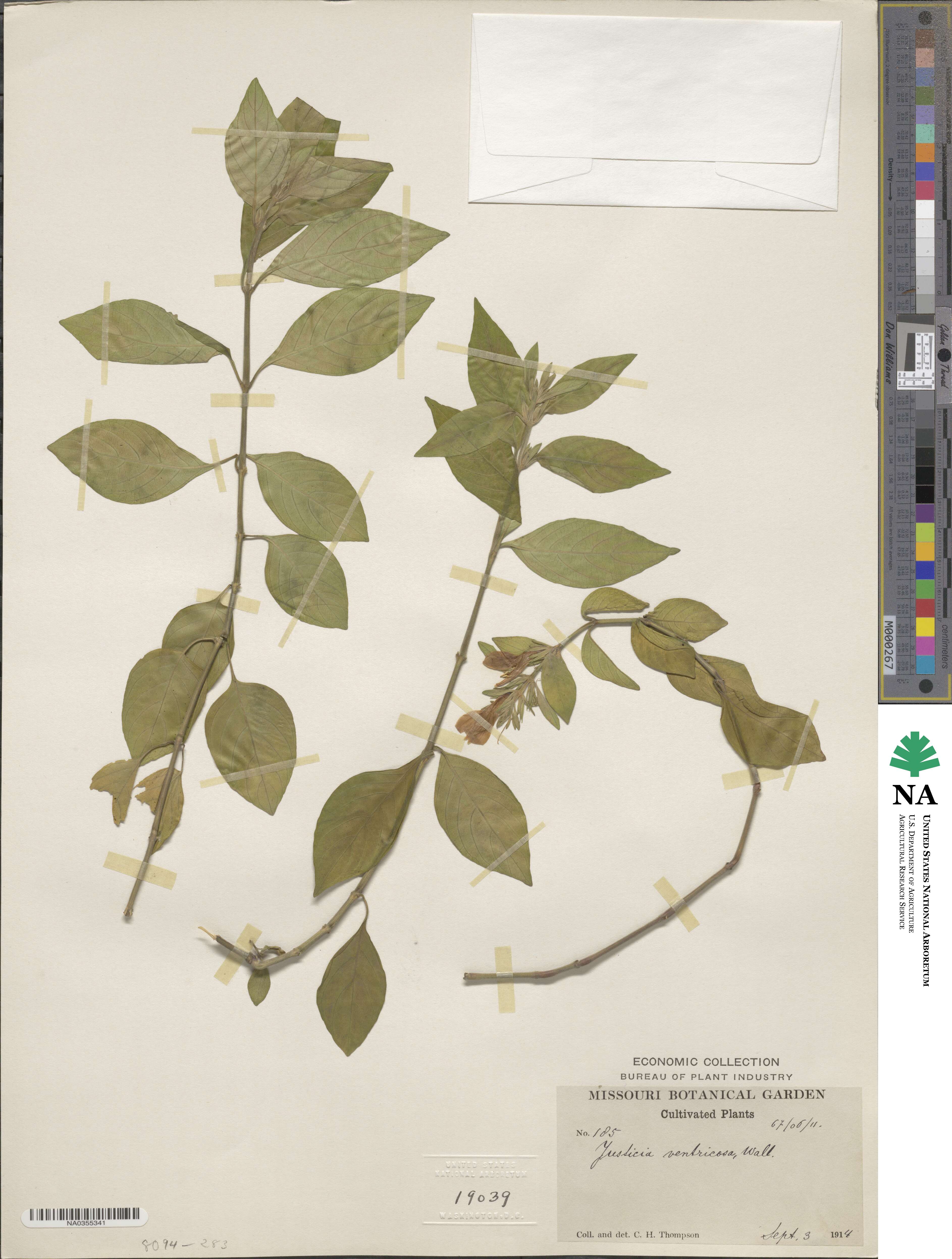 Justicia ventricosa image