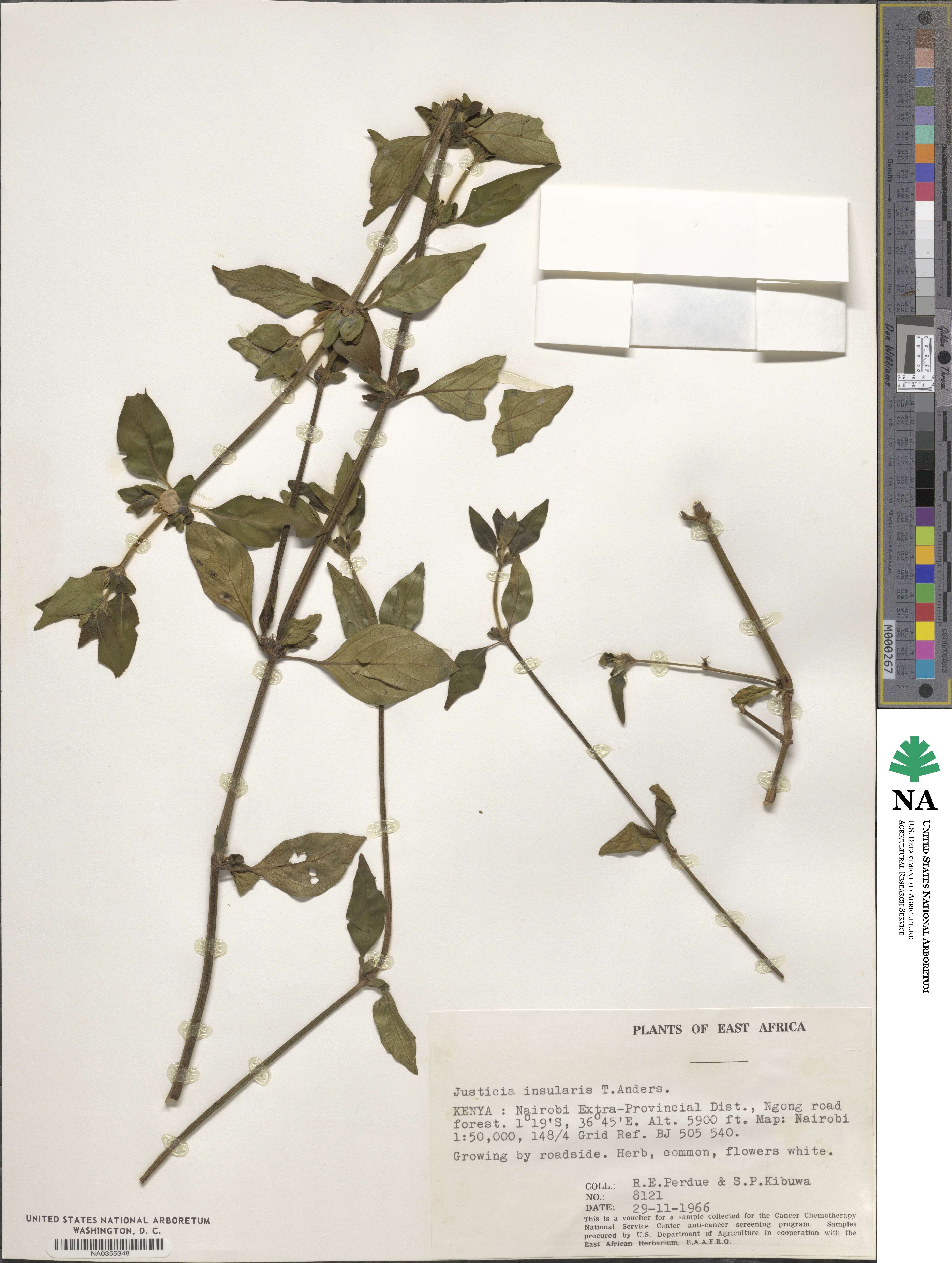 Justicia striata subsp. insularis image