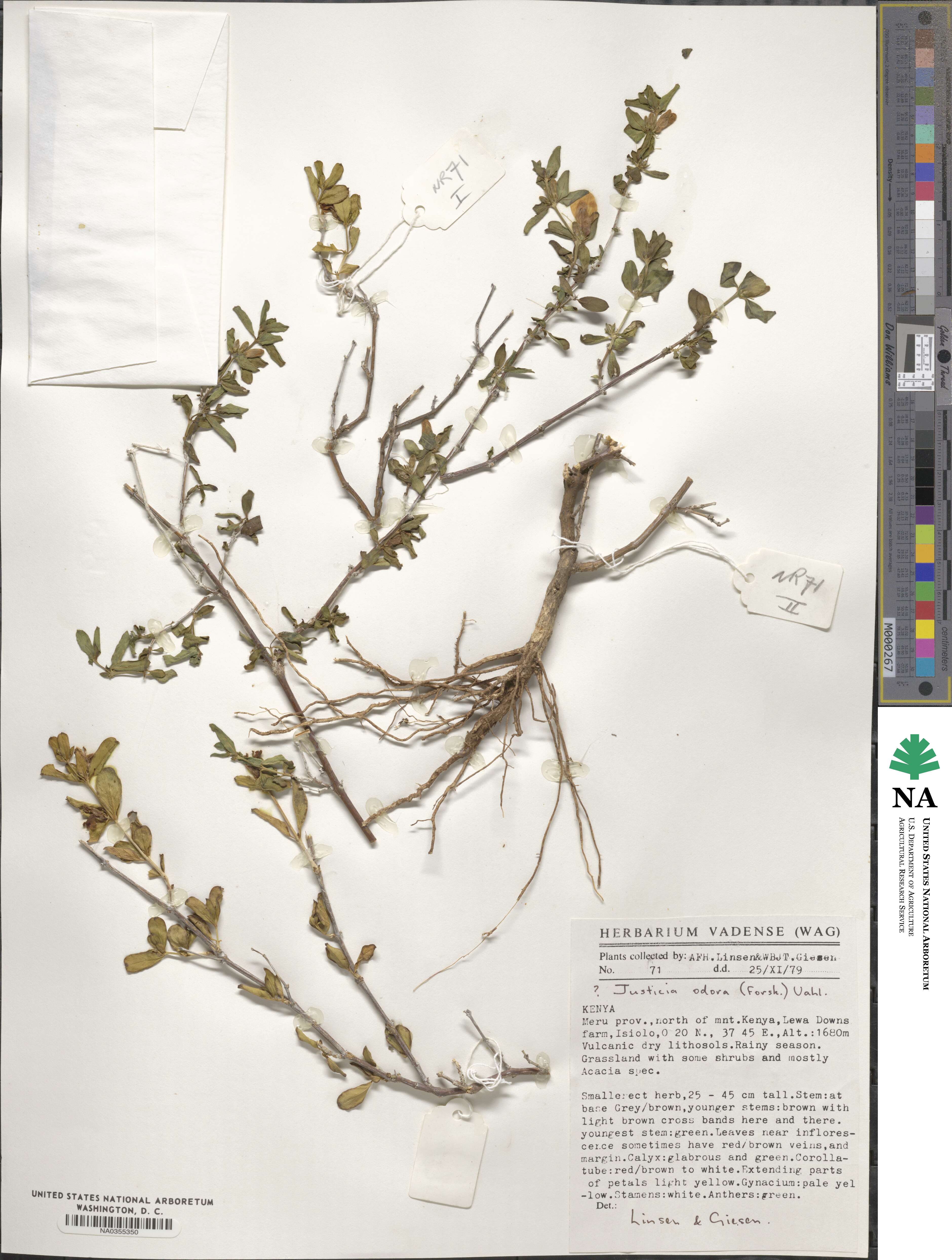 Justicia odora image