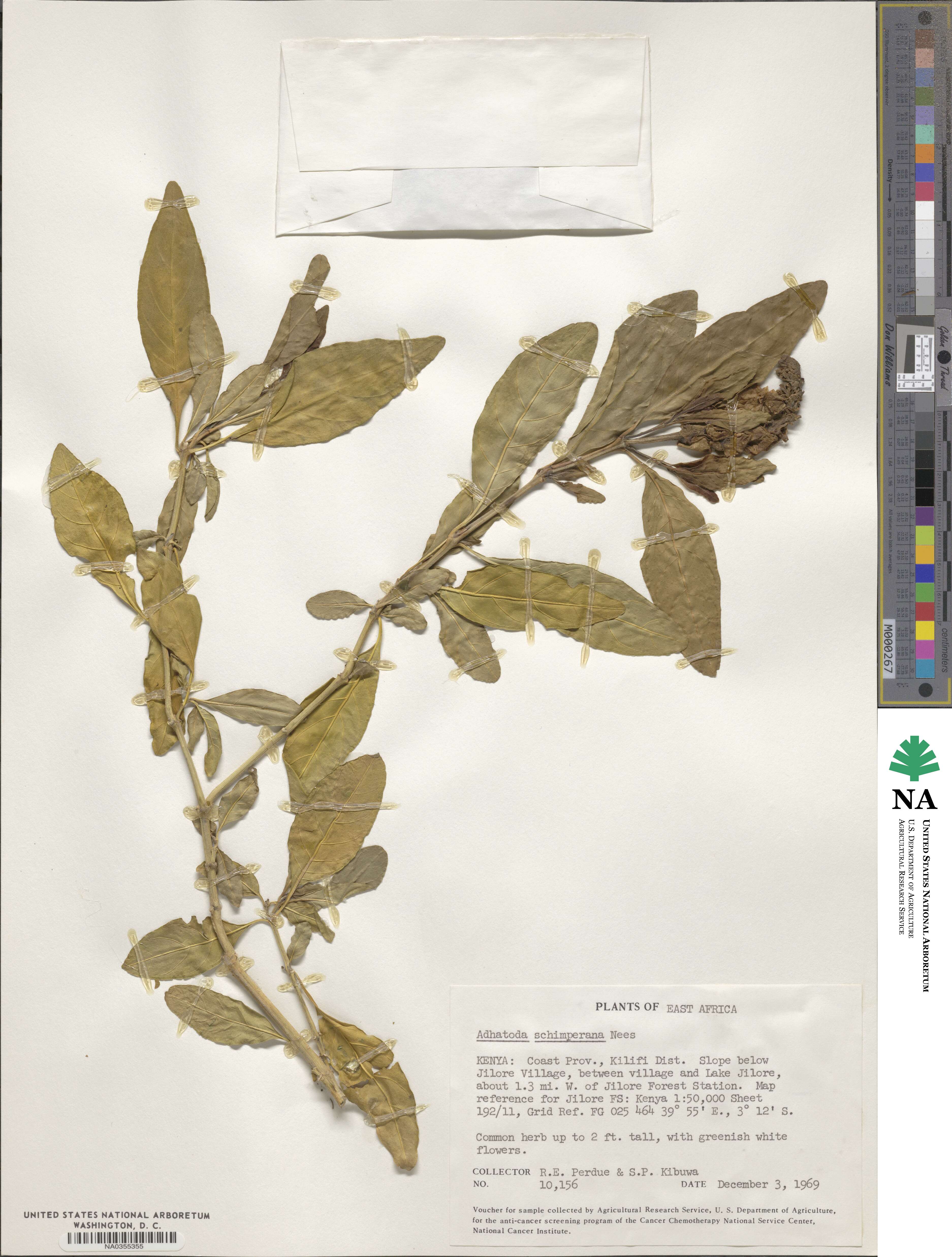 Justicia schimperiana image