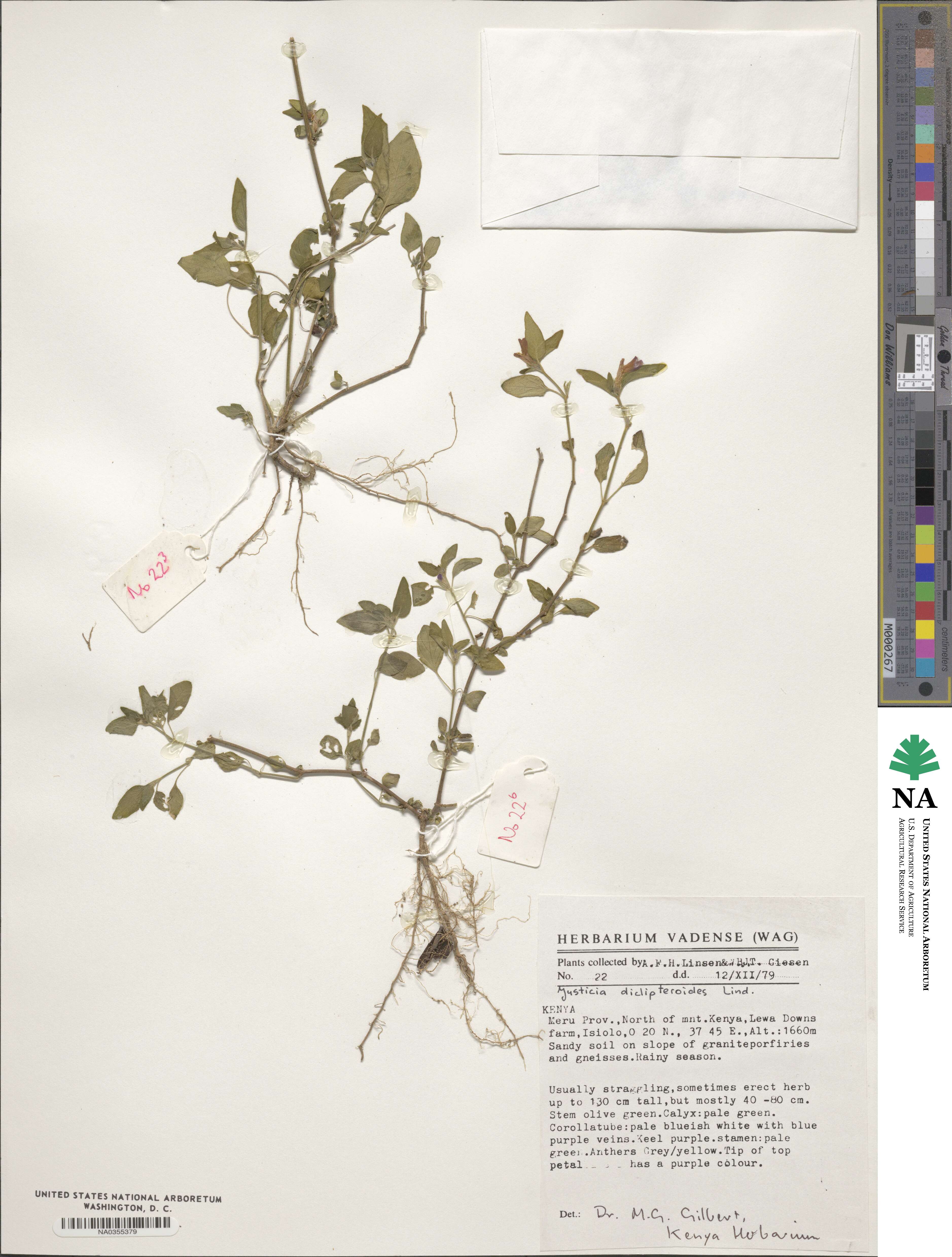 Justicia diclipteroides image