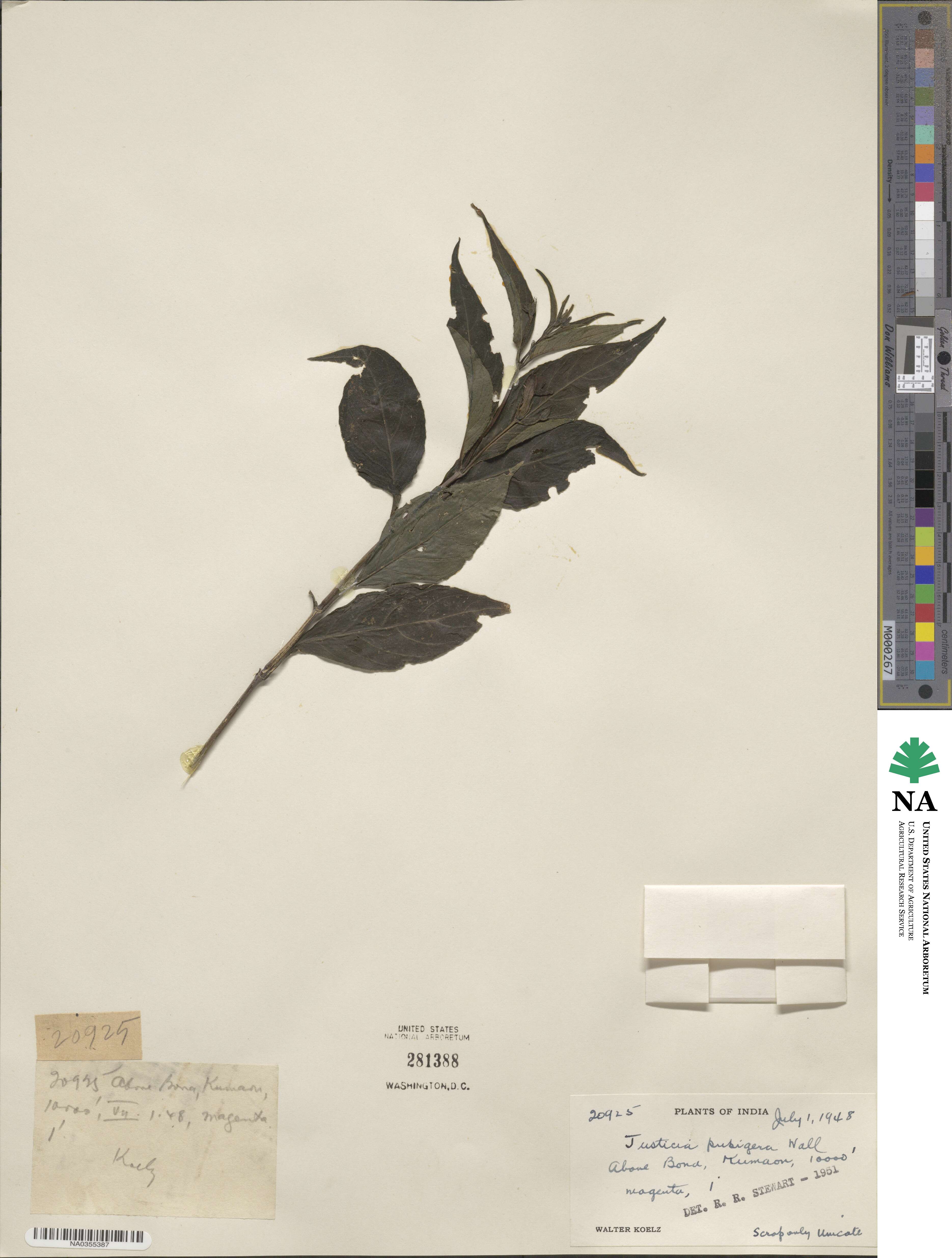 Justicia pubigera image