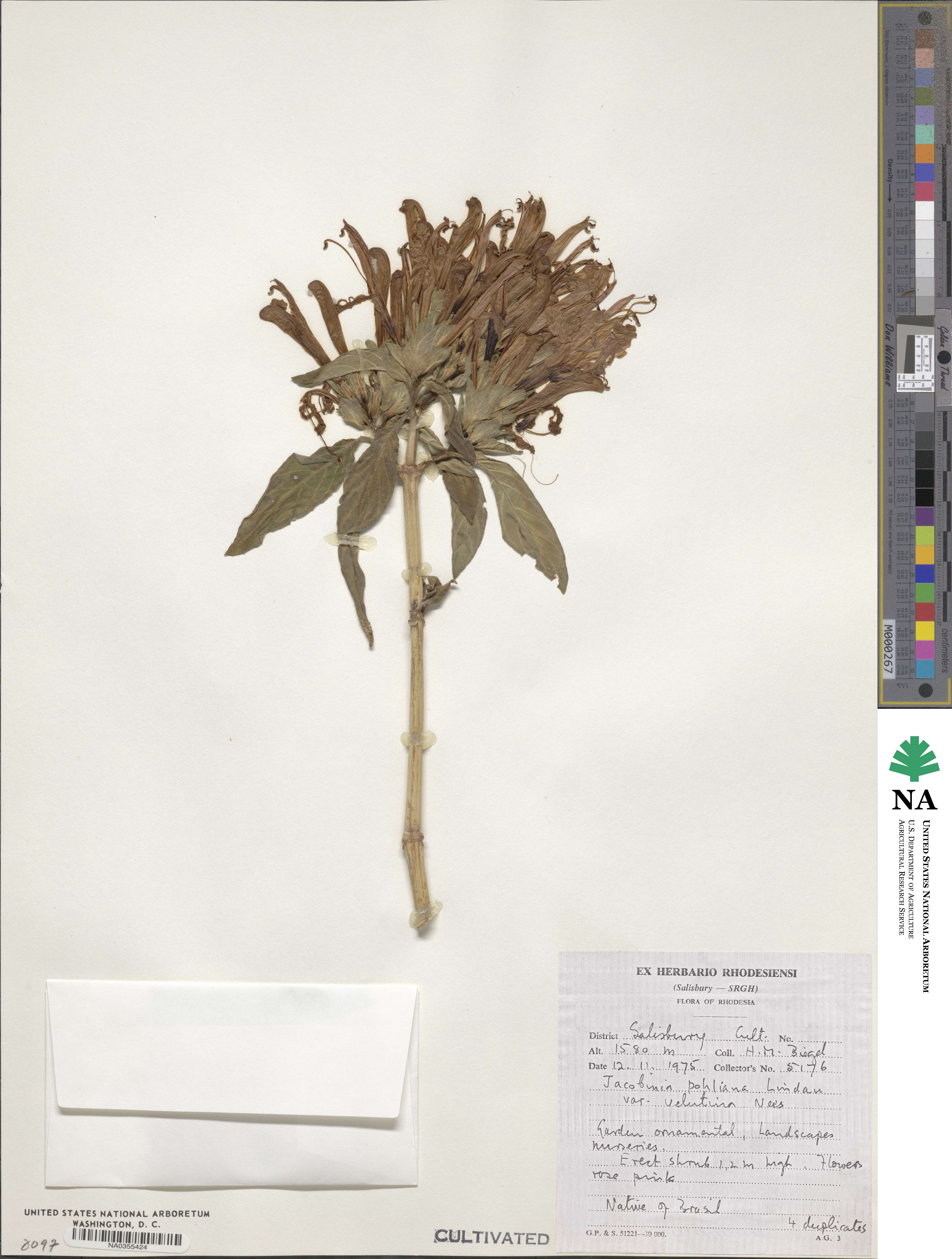 Jacobinia pohliana var. velutina image