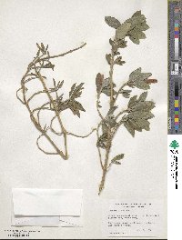 Justicia sericea image