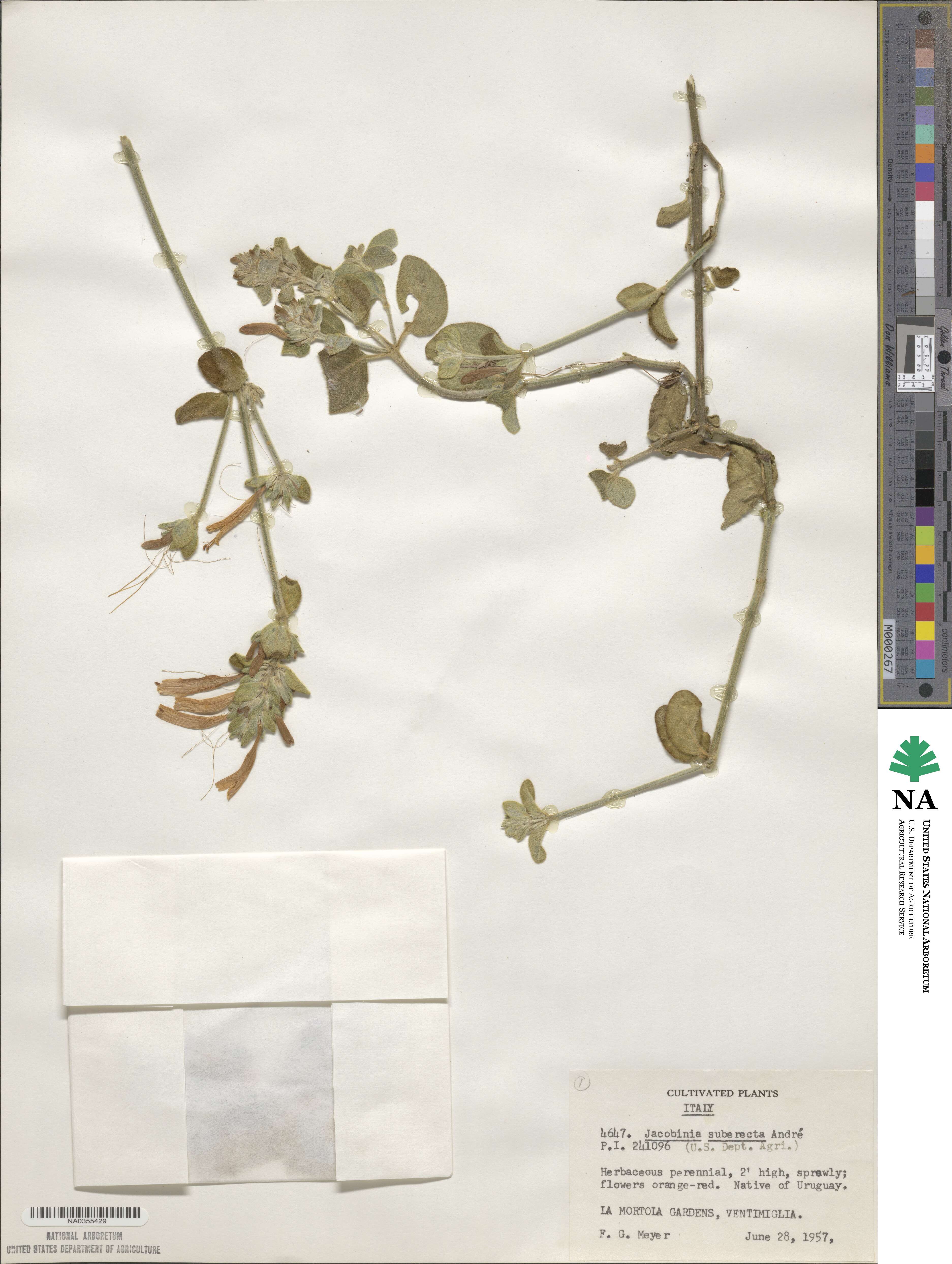 Dicliptera squarrosa image