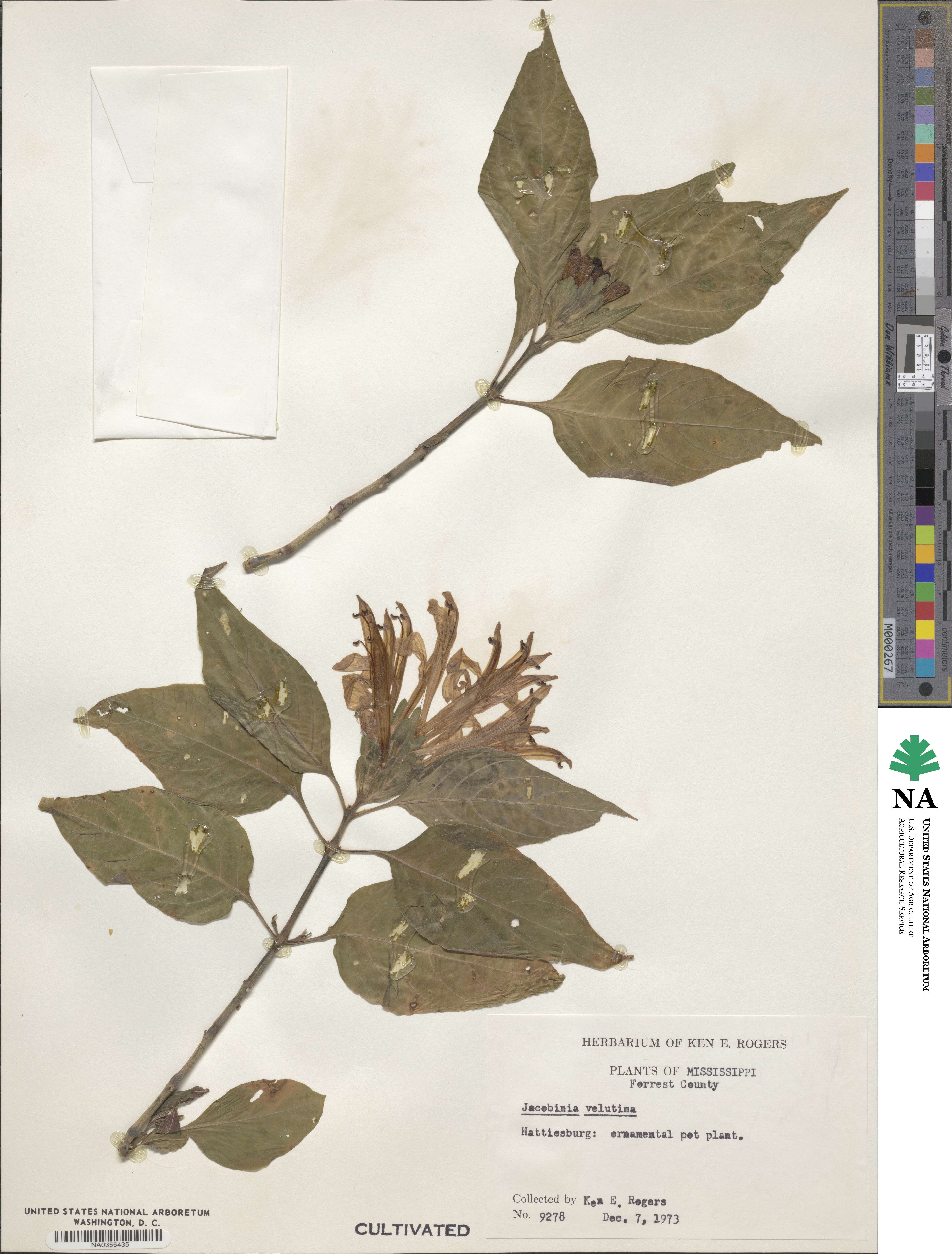 Justicia aequilabris subsp. aequilabris image