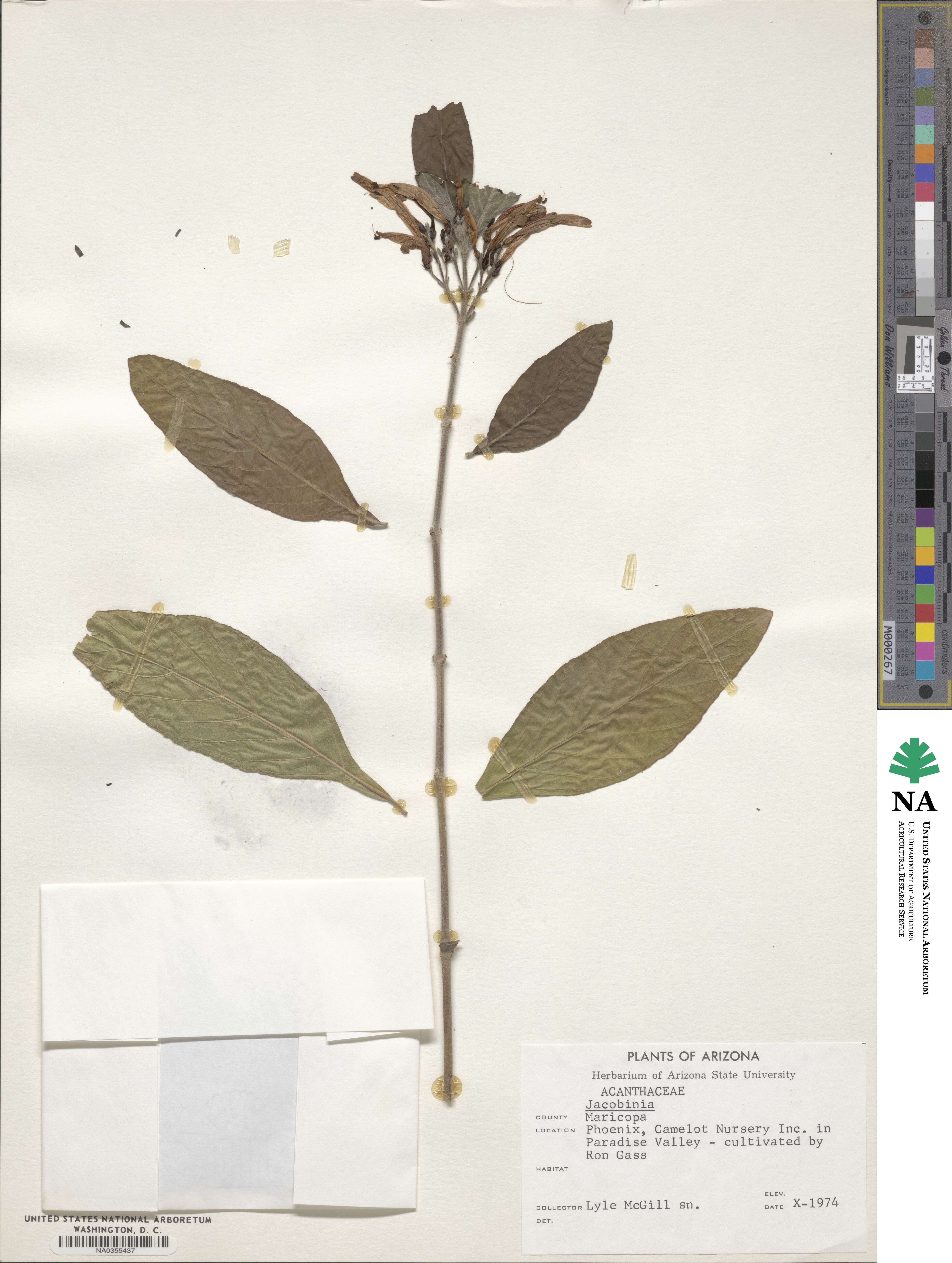 Jacobinia image
