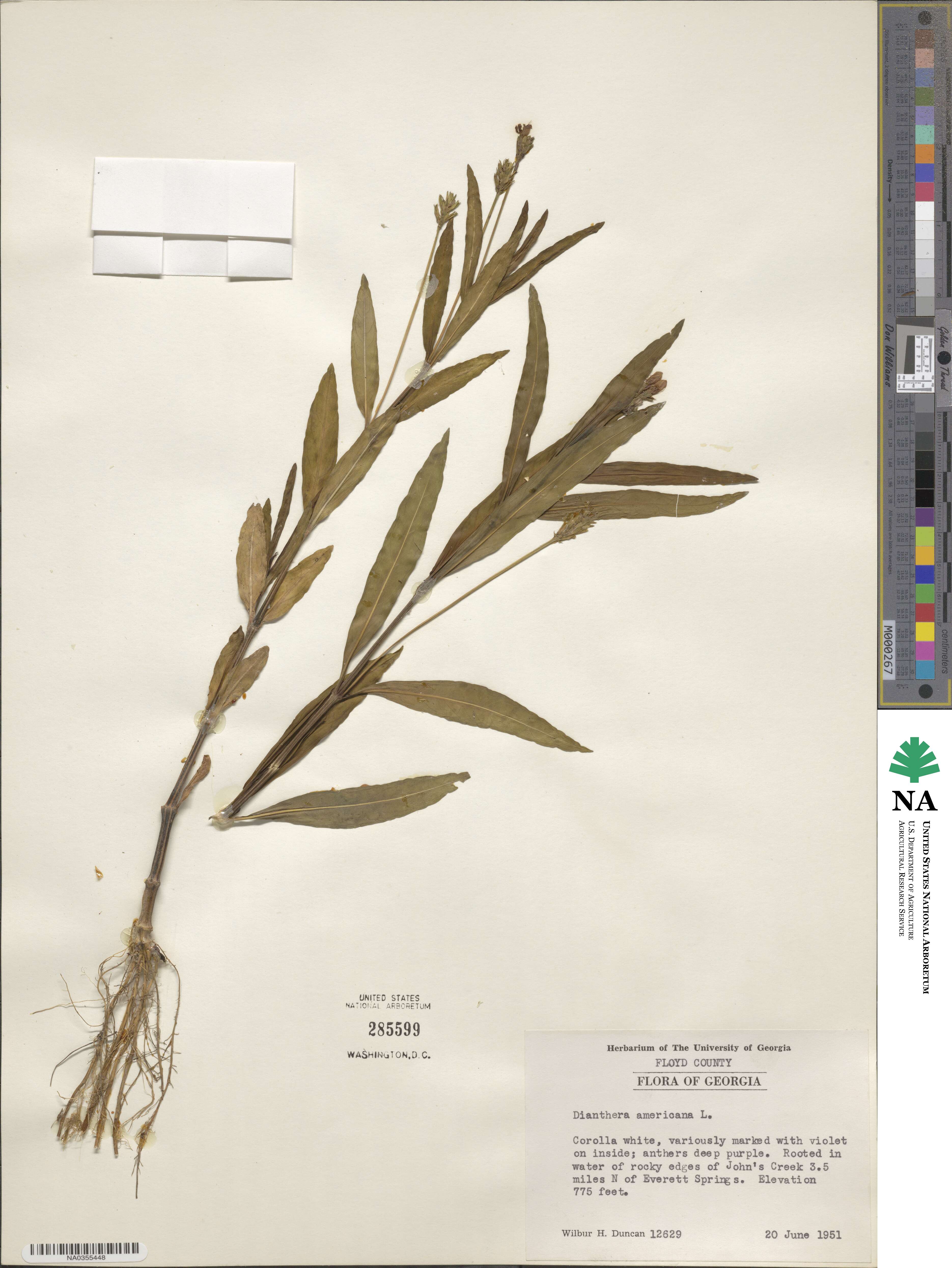 Dianthera americana image