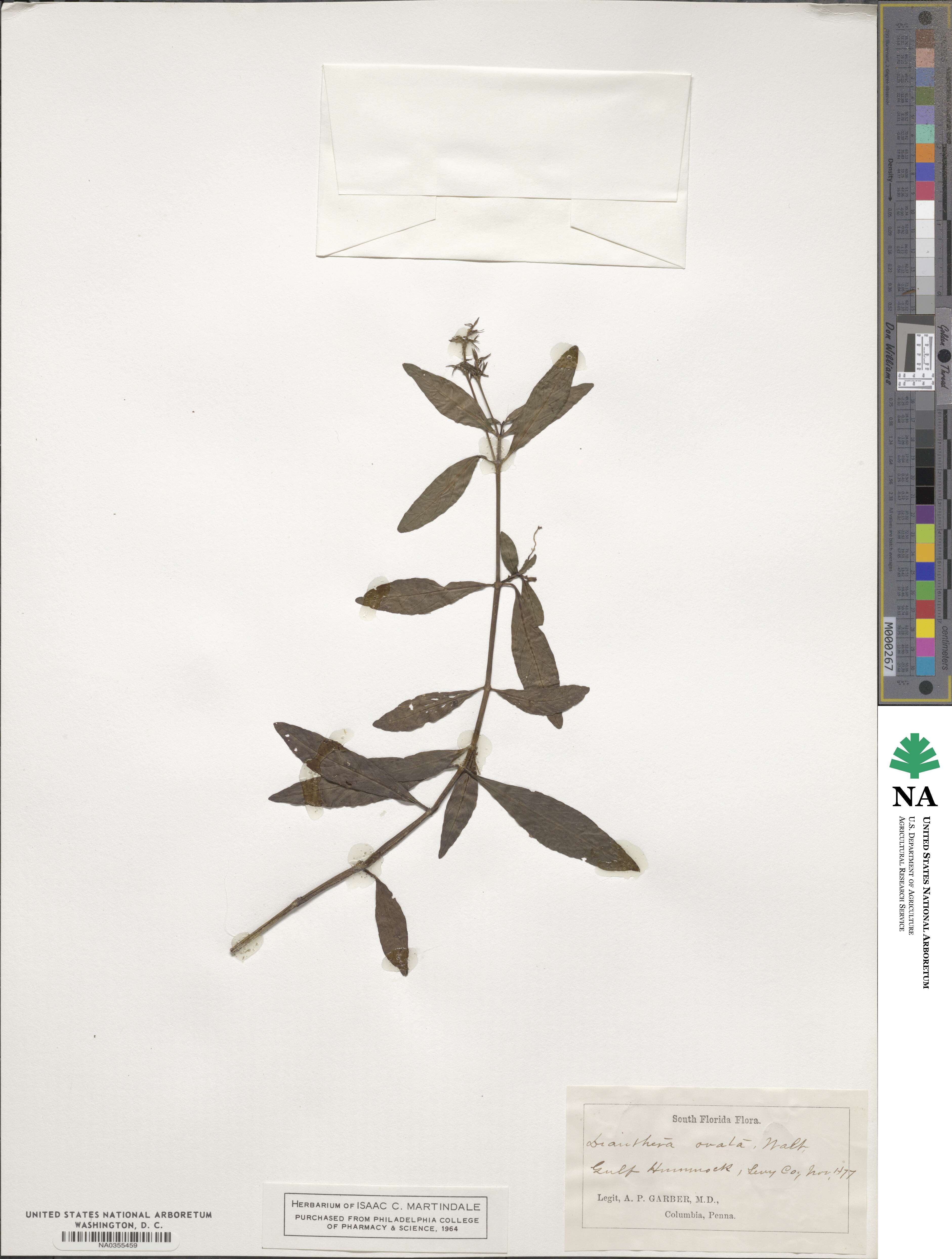 Justicia ovata image