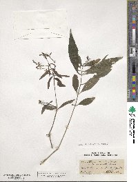 Justicia ovata image